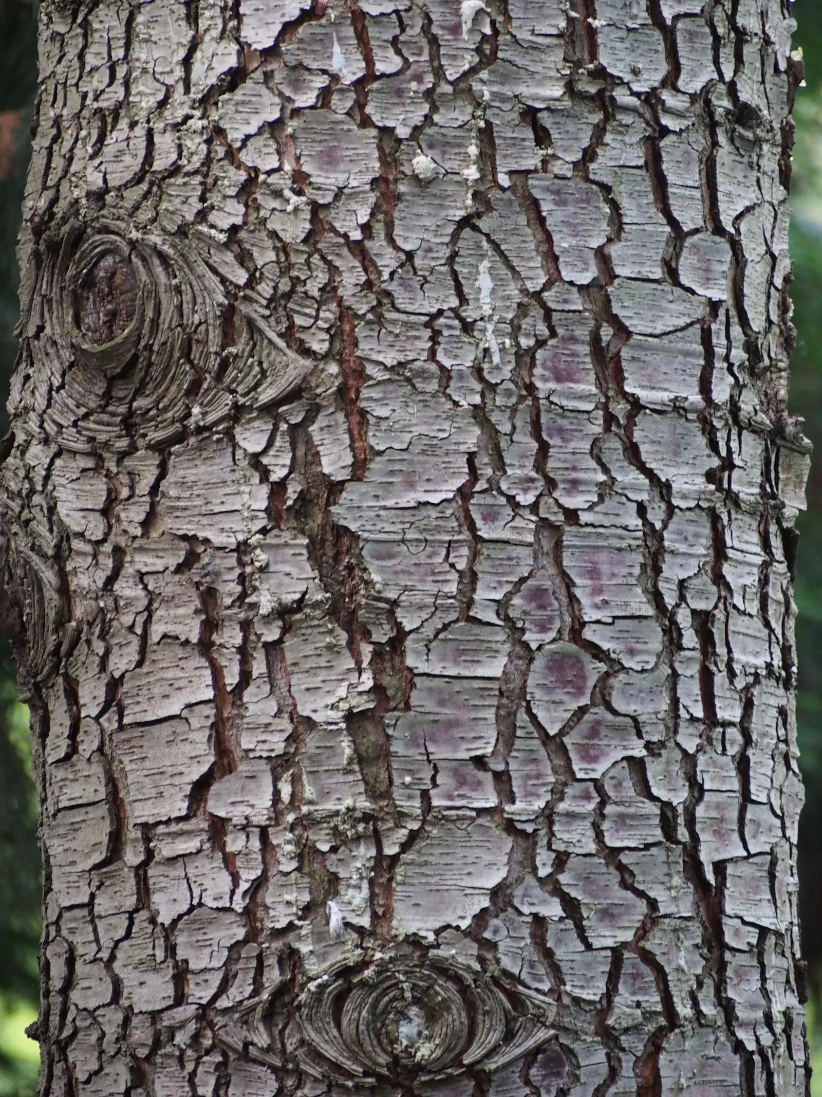 Atlas Cedar (Cedrus atlantica) — presenting an imposing pyramidal shape that matures into a flat-topped crown