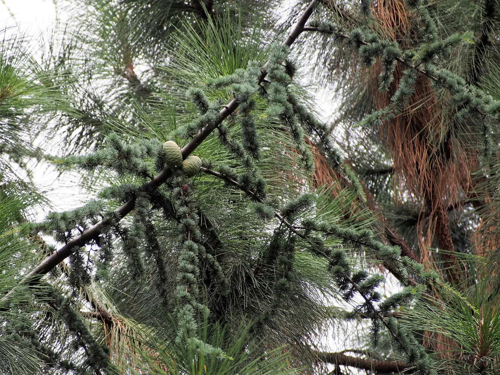 Atlas Cedar (Cedrus atlantica) — The needles are approximately 1 inch in length and grow in clusters on short spurs