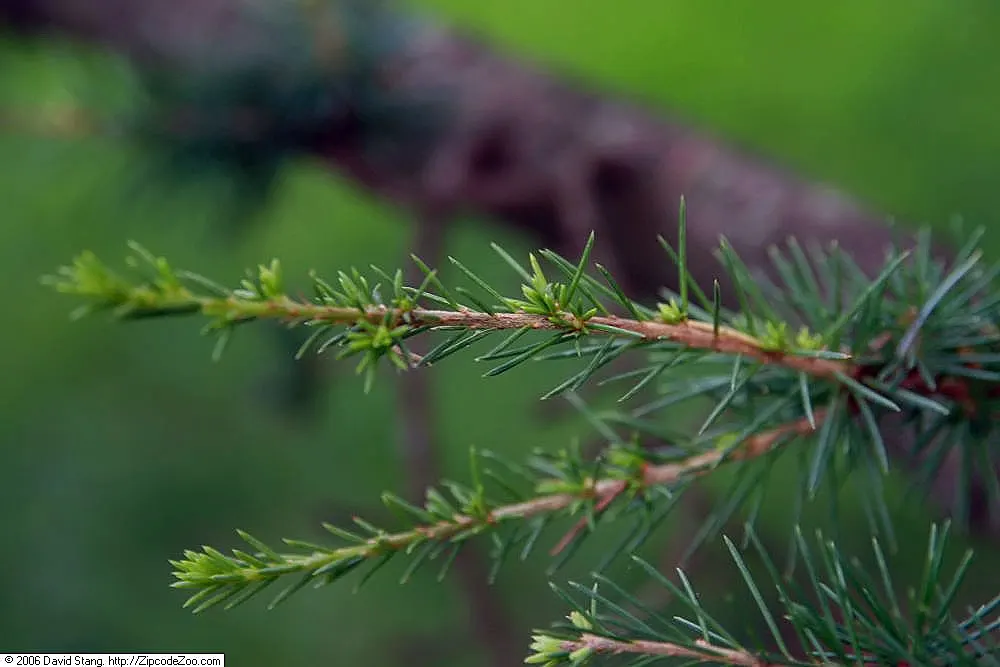Atlas Cedar (Cedrus atlantica) — Ideal as a specimen plant, it offers year-round interest and stately elegance to large landscapes