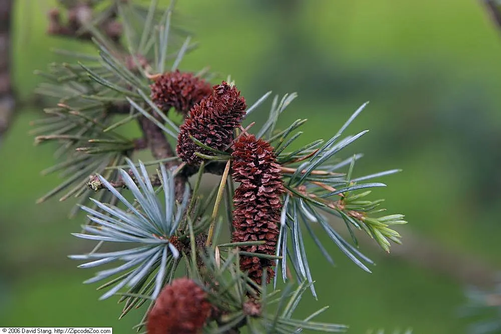 Atlas Cedar (Cedrus atlantica) — regular watering during its initial growth phase is essential
