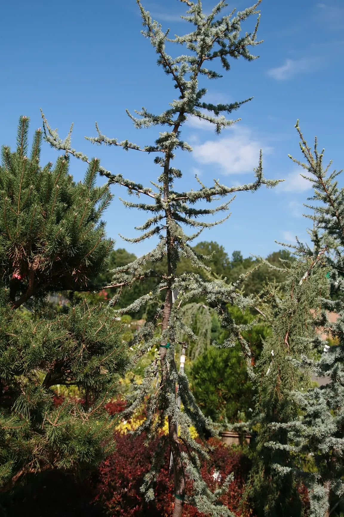 Atlas Cedar (Cedrus atlantica) — presenting an imposing pyramidal shape that matures into a flat-topped crown; flat-topped form with, image 77