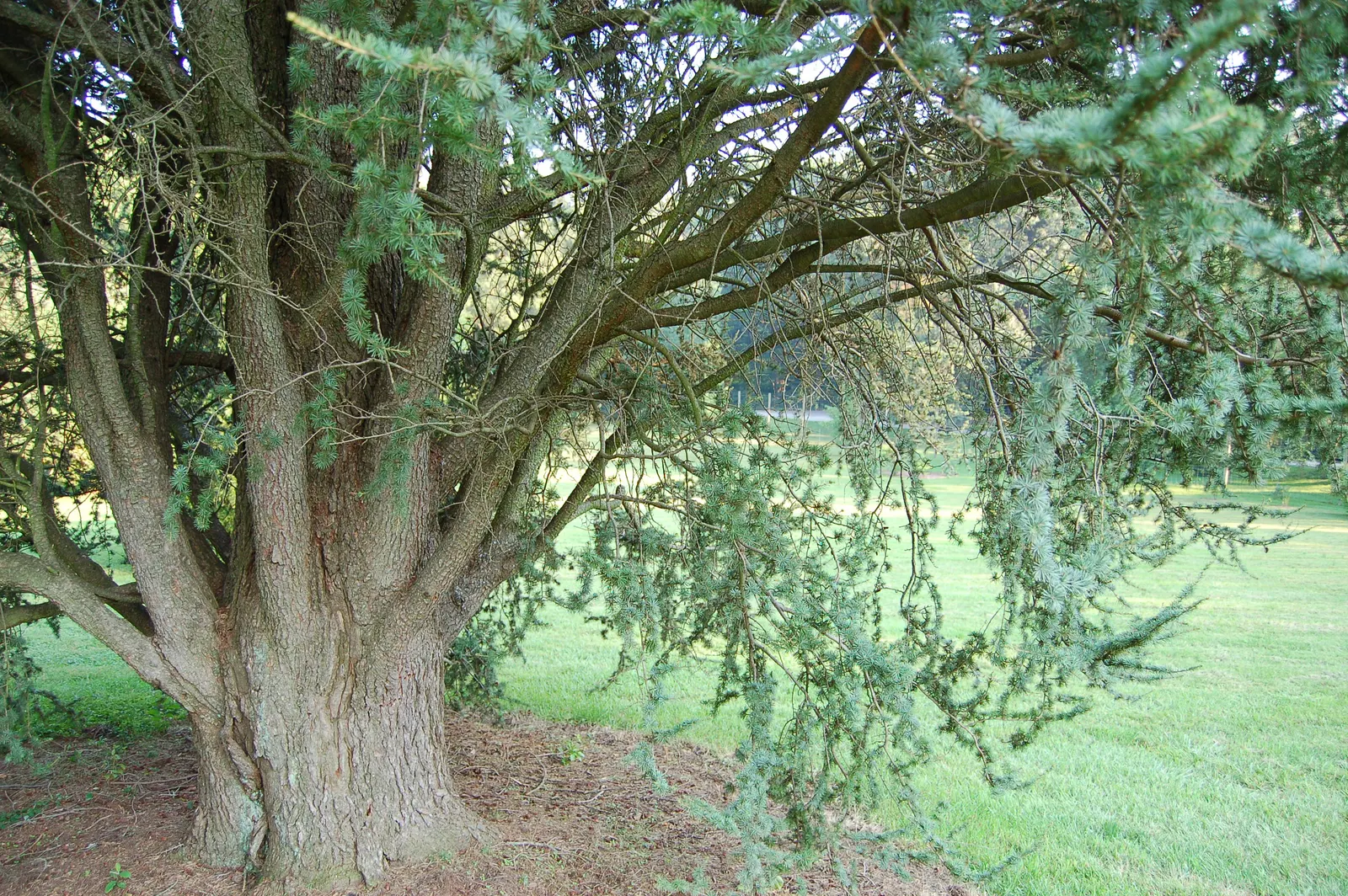 Atlas Cedar (Cedrus atlantica) — and as a distinguished specimen tree in sizable residential gardens