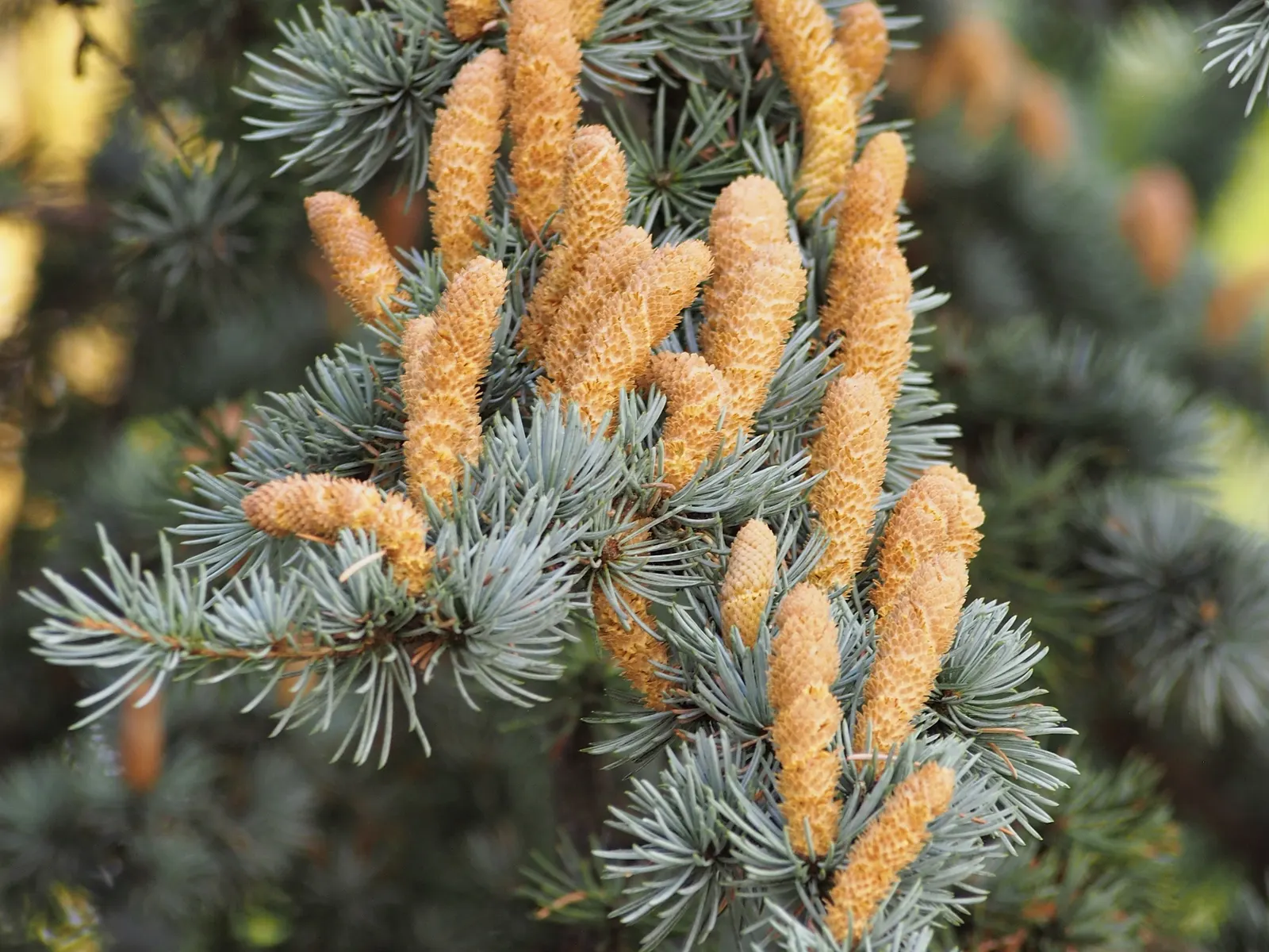 Atlas Cedar (Cedrus atlantica) — regular watering during its initial growth phase is essential; with a spread of 20 to 40 feet, image 70
