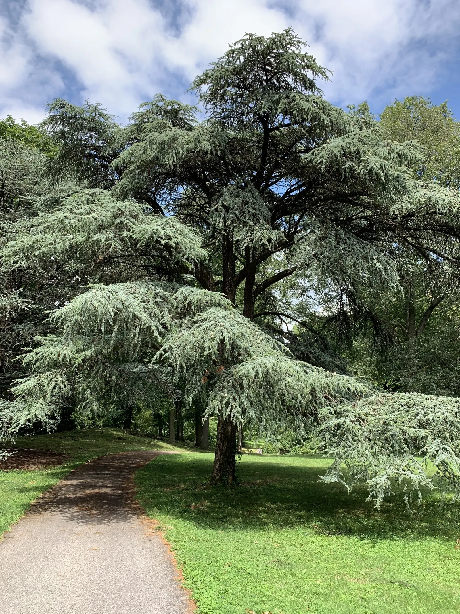 Atlas Cedar (Cedrus atlantica) — offering a well-defined structure along with dense, image 63