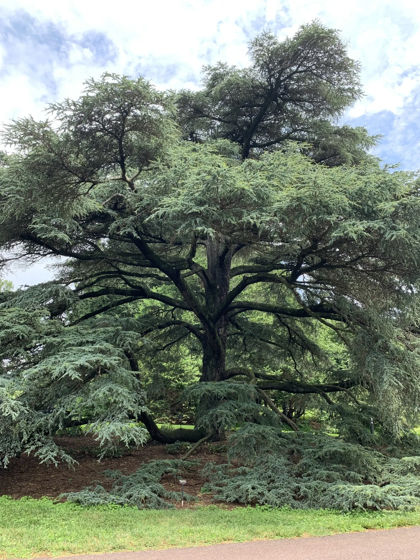 Atlas Cedar (Cedrus atlantica) — barrel-shaped cones that add further visual interest.<br><br>Hardy in USDA zones 6 through 9; mature trees bear upright