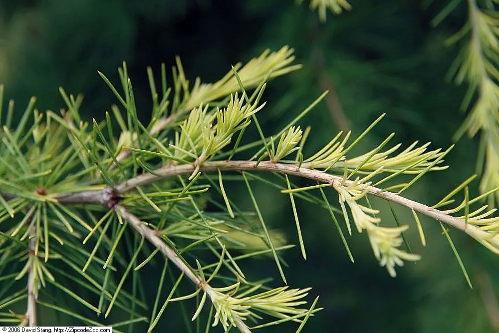 Atlas Cedar (Cedrus atlantica) — conifer / tree for full; primarily to remove any dead or damaged branches.<br><br>A focal point due to its grand, image 75