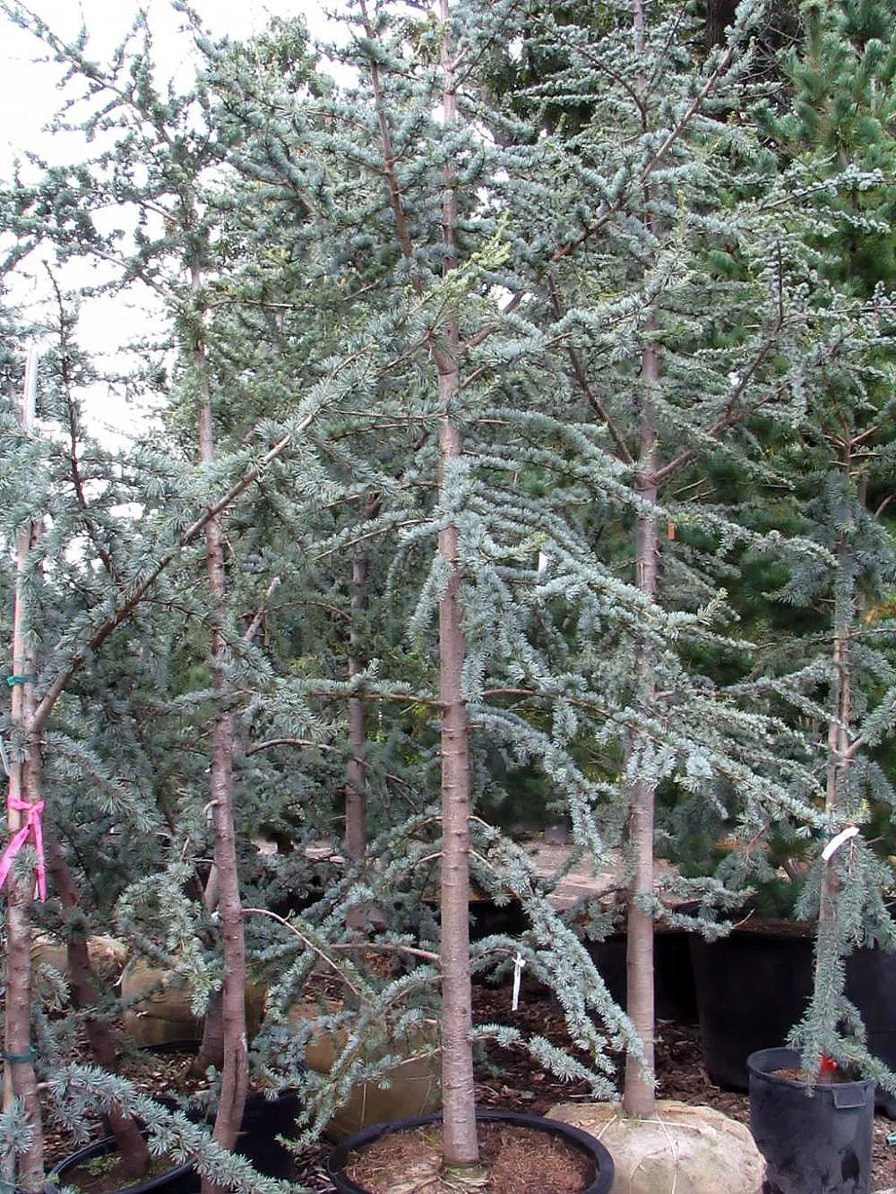 Atlas Cedar (Cedrus atlantica) — Although it can tolerate some drought once established; scientifically named Cedrus atlantica, image 69