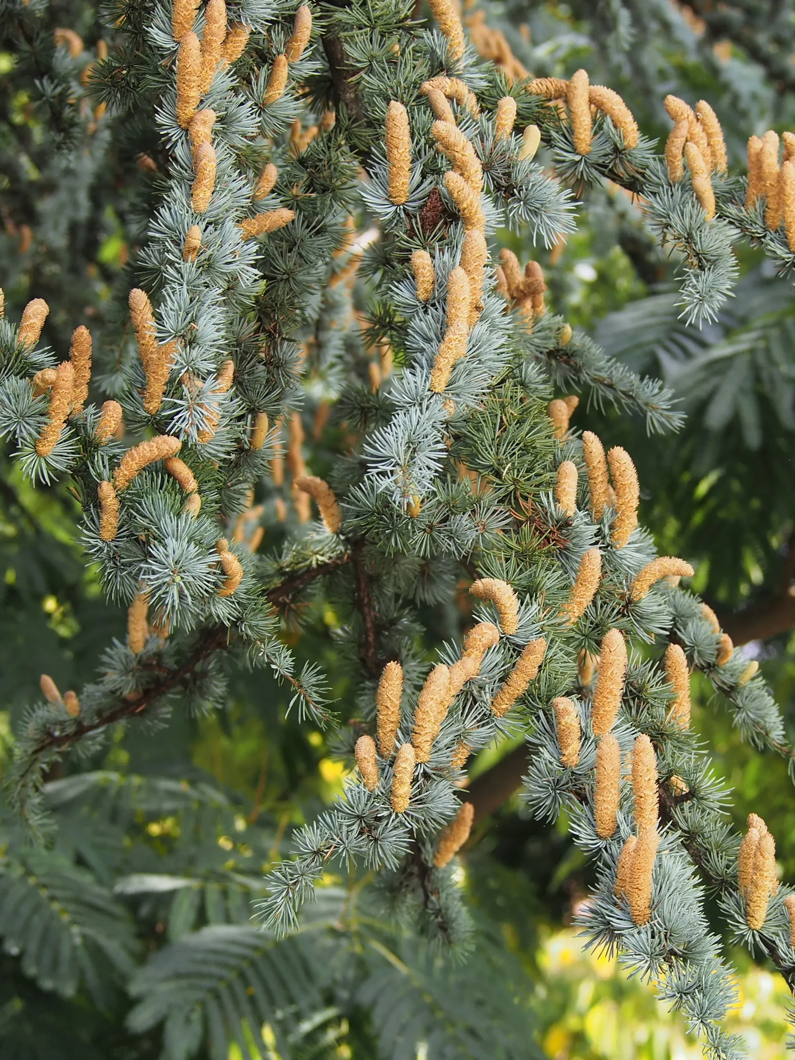 Atlas Cedar (Cedrus atlantica) — scientifically named Cedrus atlantica; native to the Atlas Mountains of Morocco and Algeria
