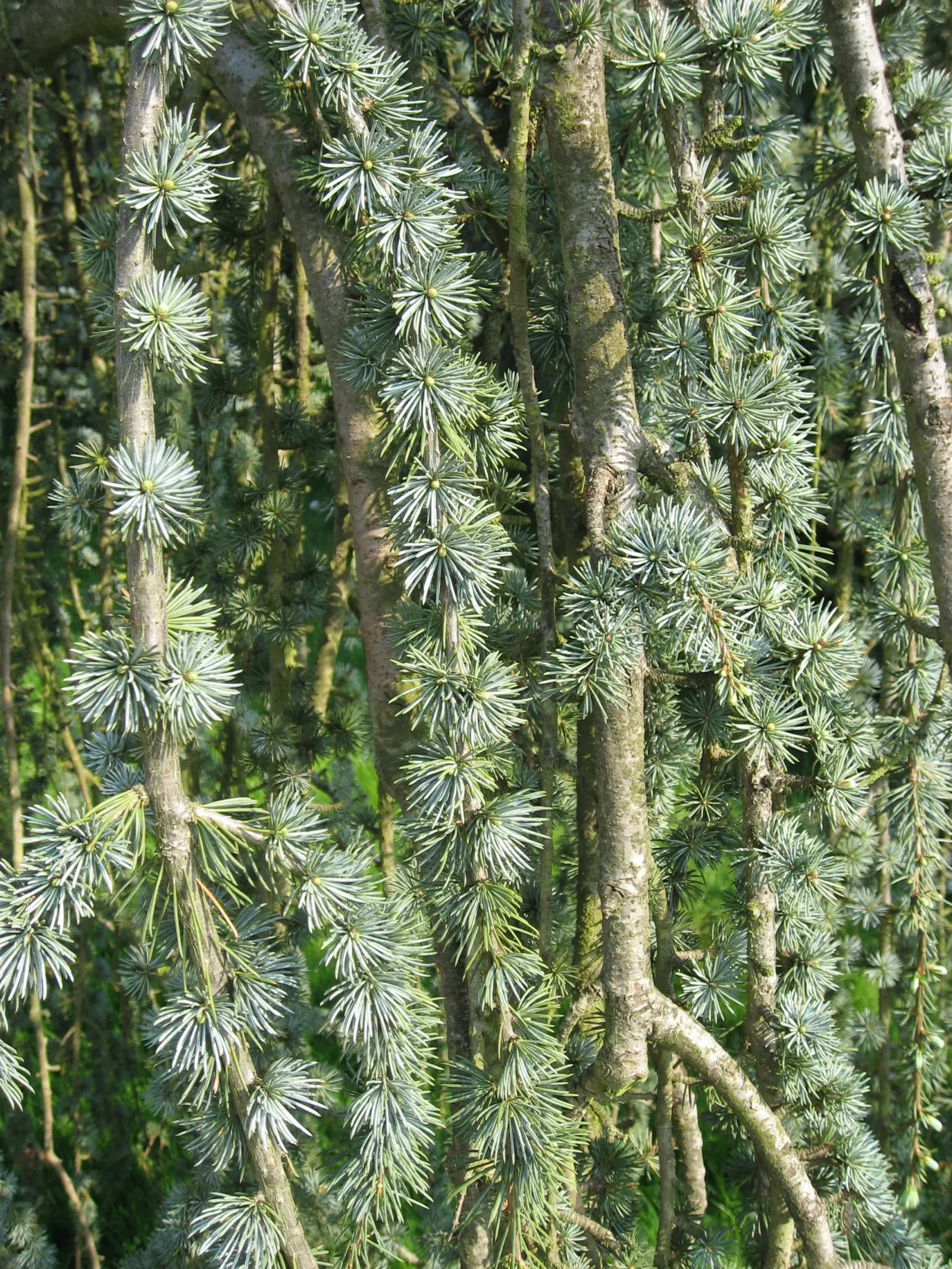 Atlas Cedar (Cedrus atlantica) — Native to the Atlas Mountains of Morocco and Algeria; minimal pruning is needed, image 57