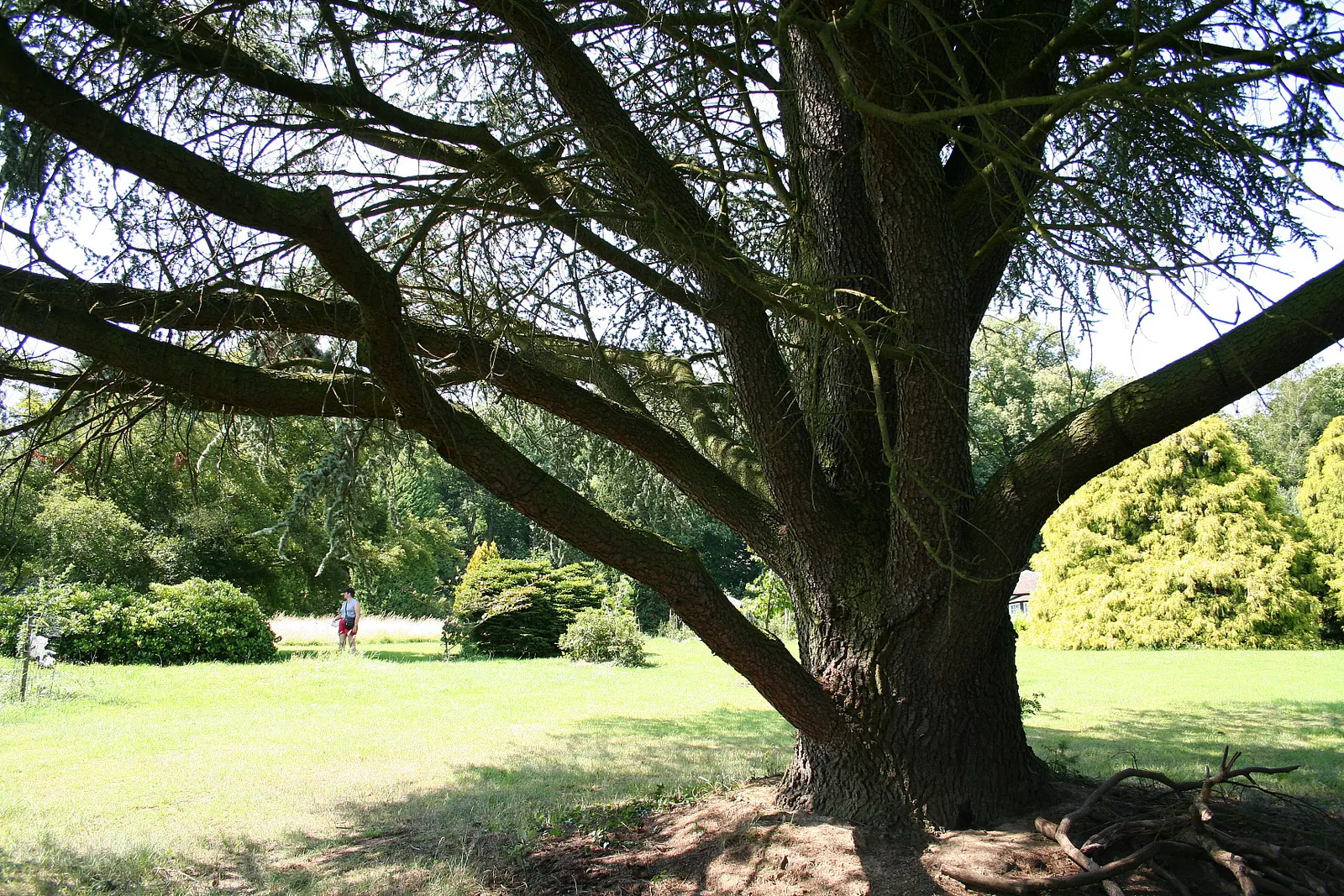 Atlas Cedar (Cedrus atlantica) — showcasing a pyramidal to conical silhouette when young; which gracefully matures into a more irregular, image 84