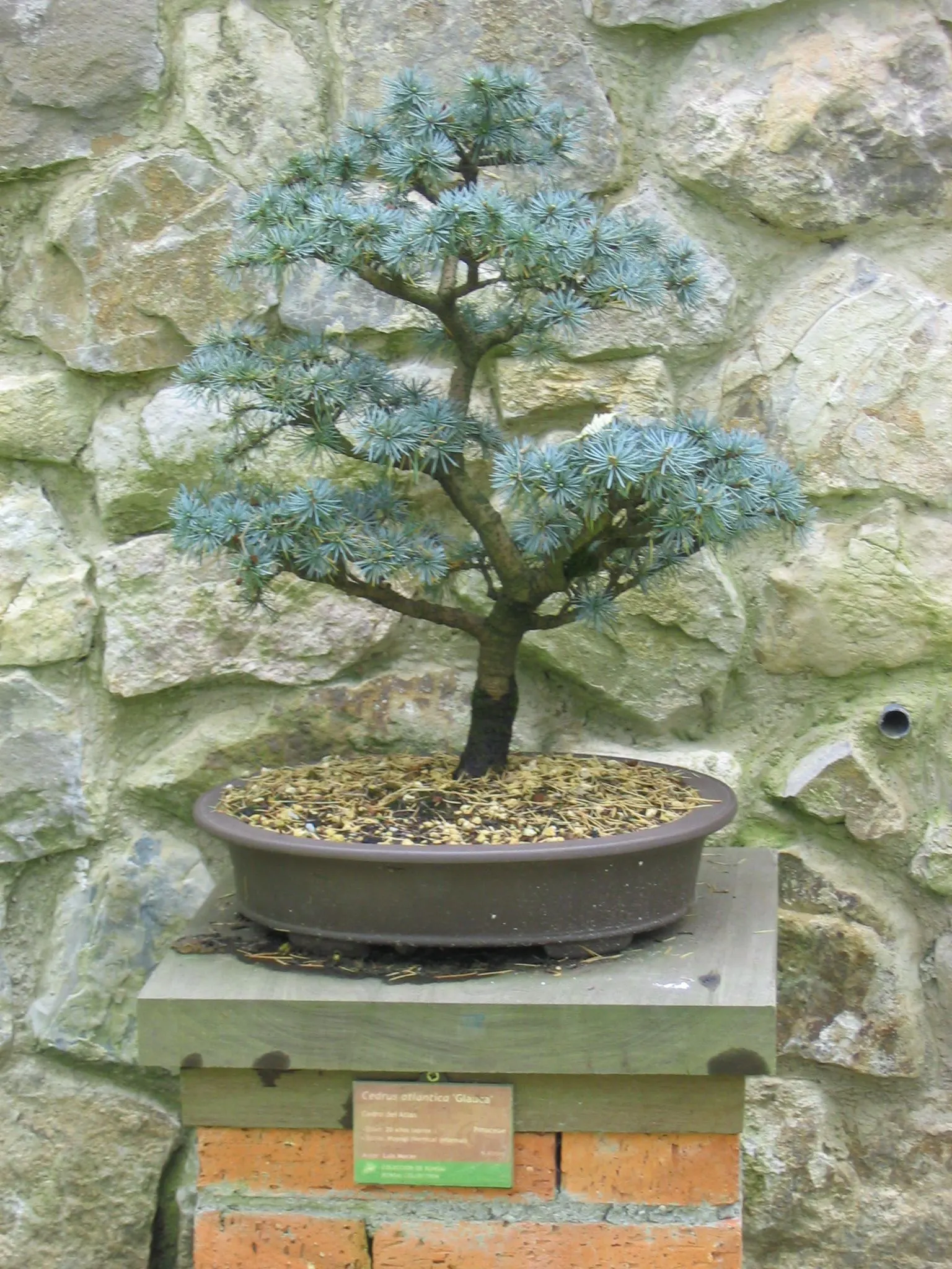 Atlas Cedar (Cedrus atlantica) — flat-topped form with age.<br><br>Mature Atlas Cedars can reach heights of 40 to 60 feet; and as a distinguished, image 61