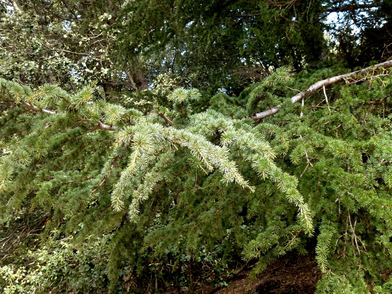 Atlas Cedar (Cedrus atlantica) — with a spread of 20 to 40 feet; is an evergreen conifer renowned for its majestic stature and captivating presence, image 87