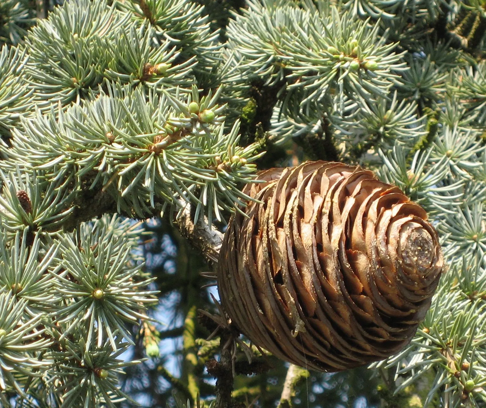 Atlas Cedar (Cedrus atlantica) — conifer / tree for full