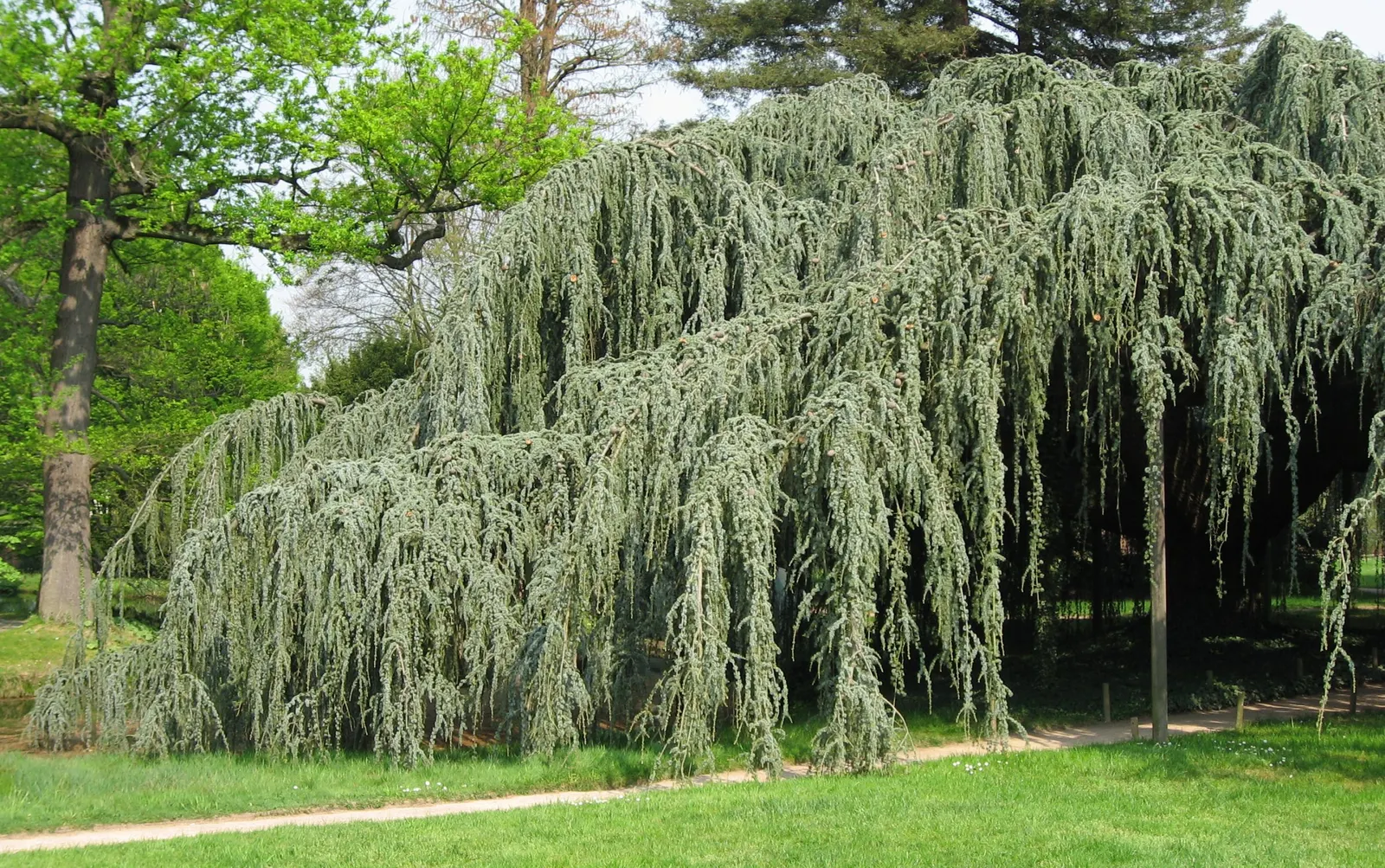 Atlas Cedar (Cedrus atlantica) — scientifically named Cedrus atlantica; native to the Atlas Mountains of Morocco and Algeria, image 55
