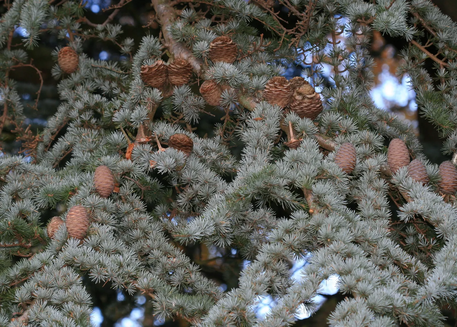 Atlas Cedar (Cedrus atlantica) — flat-topped form with age.<br><br>Mature Atlas Cedars can reach heights of 40 to 60 feet; and as a distinguished specimen tree