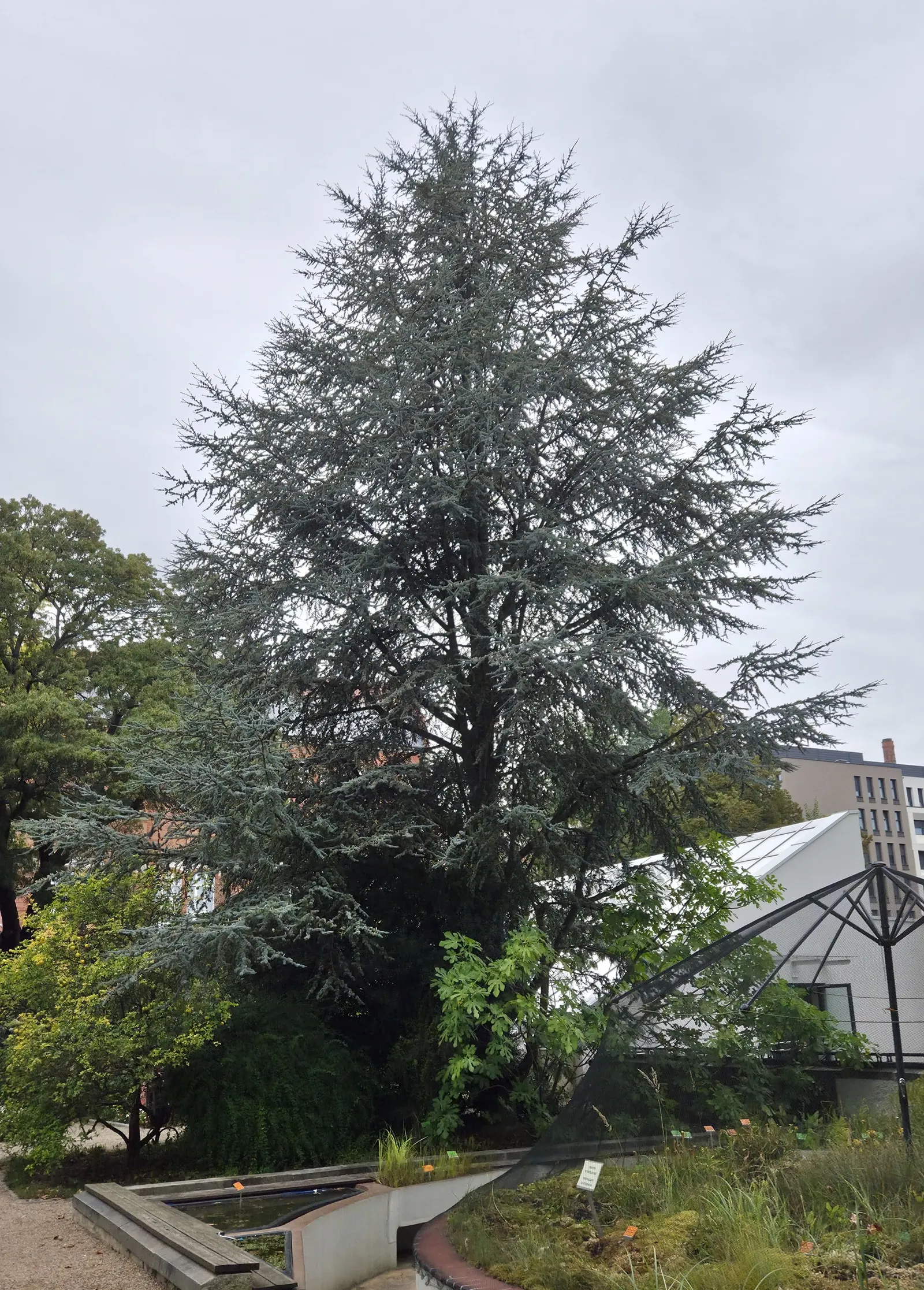 Atlas Cedar (Cedrus atlantica) — is an evergreen conifer renowned for its majestic stature and captivating presence in any landscape design; the, image 56