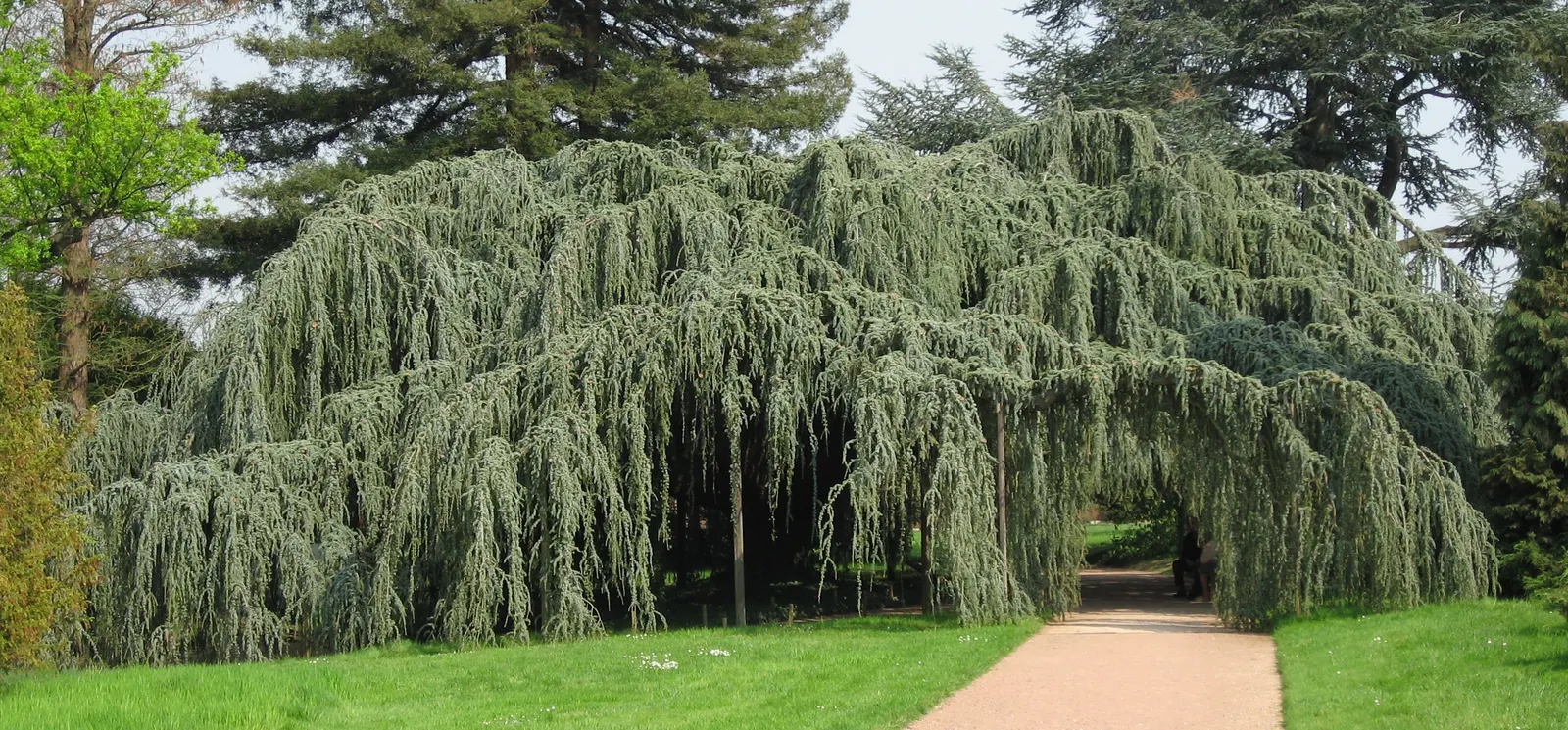 Atlas Cedar (Cedrus atlantica) — Ideal as a specimen plant, it offers year-round interest and stately elegance to large landscapes; conifer / tree for full