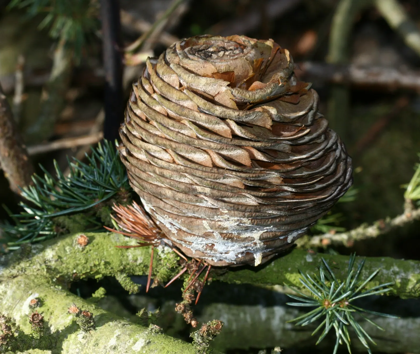 Atlas Cedar (Cedrus atlantica) — flat-topped form with age.<br><br>Mature Atlas Cedars can reach heights of 40 to 60 feet; and as a distinguished, image 86