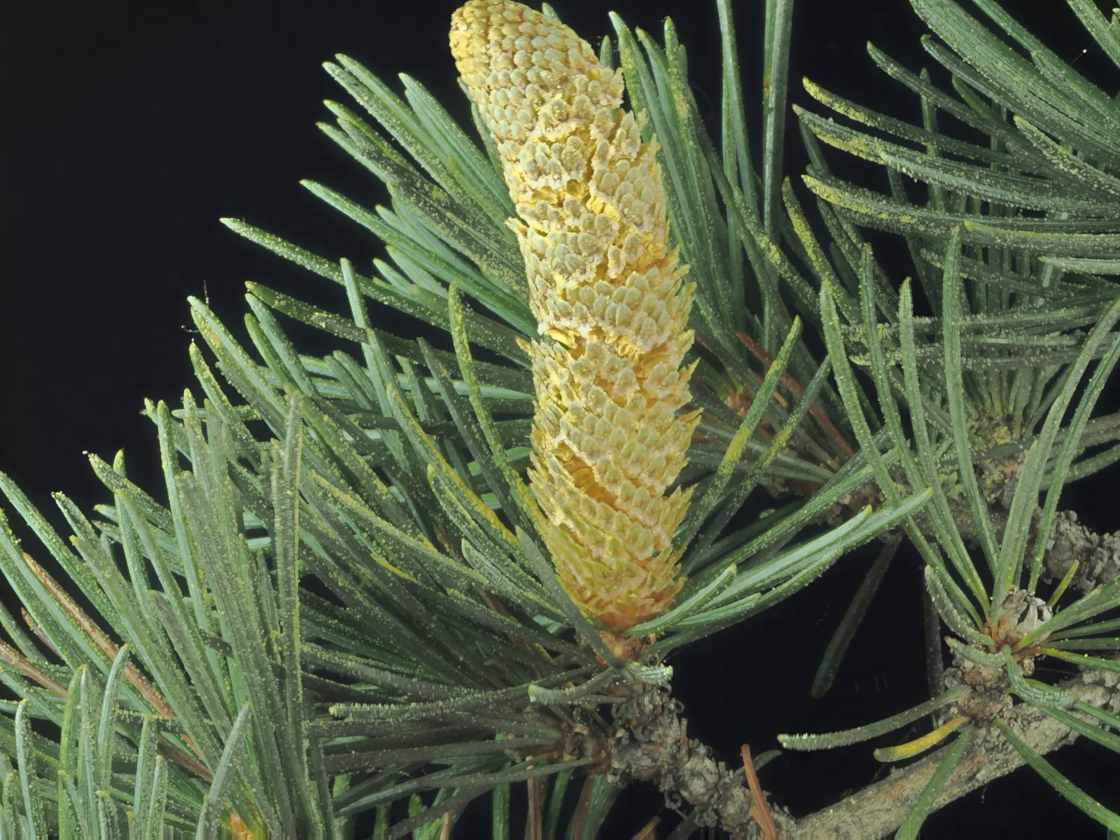 Atlas Cedar (Cedrus atlantica) — barrel-shaped cones that add further visual interest.<br><br>Hardy in USDA zones 6 through 9; mature trees bear, image 92