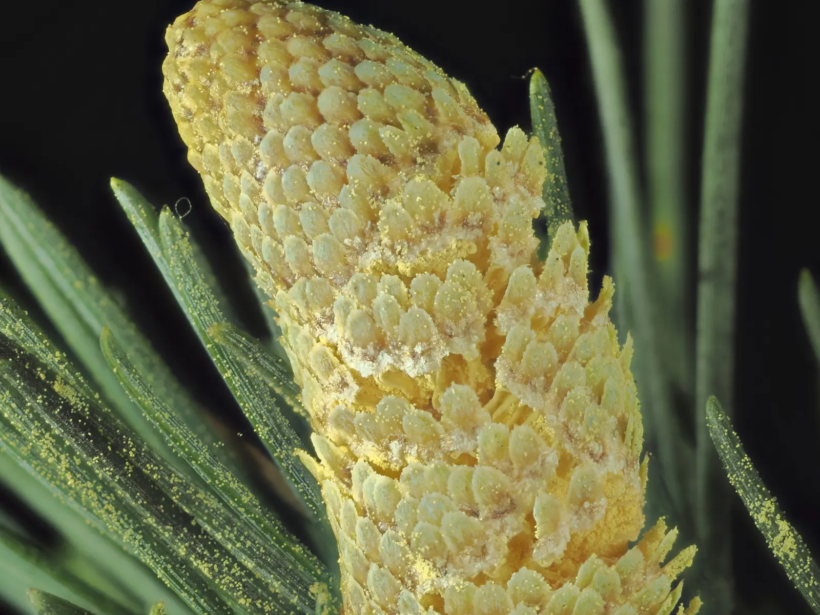 Atlas Cedar (Cedrus atlantica) — Cedrus atlantica requires a planting site with full sun exposure and well-drained soil; its serene beauty is, image 93