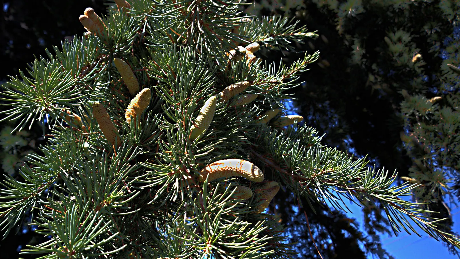 Atlas Cedar (Cedrus atlantica) — showcasing a pyramidal to conical silhouette when young; which gracefully matures into a more irregular, image 59