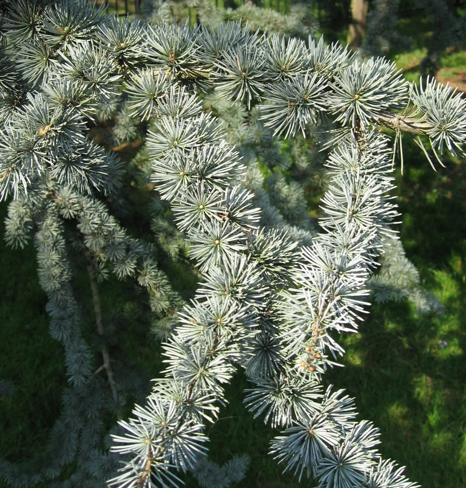 Atlas Cedar (Cedrus atlantica) — and as a distinguished specimen tree in sizable residential gardens; adding a textured appearance to the boughs