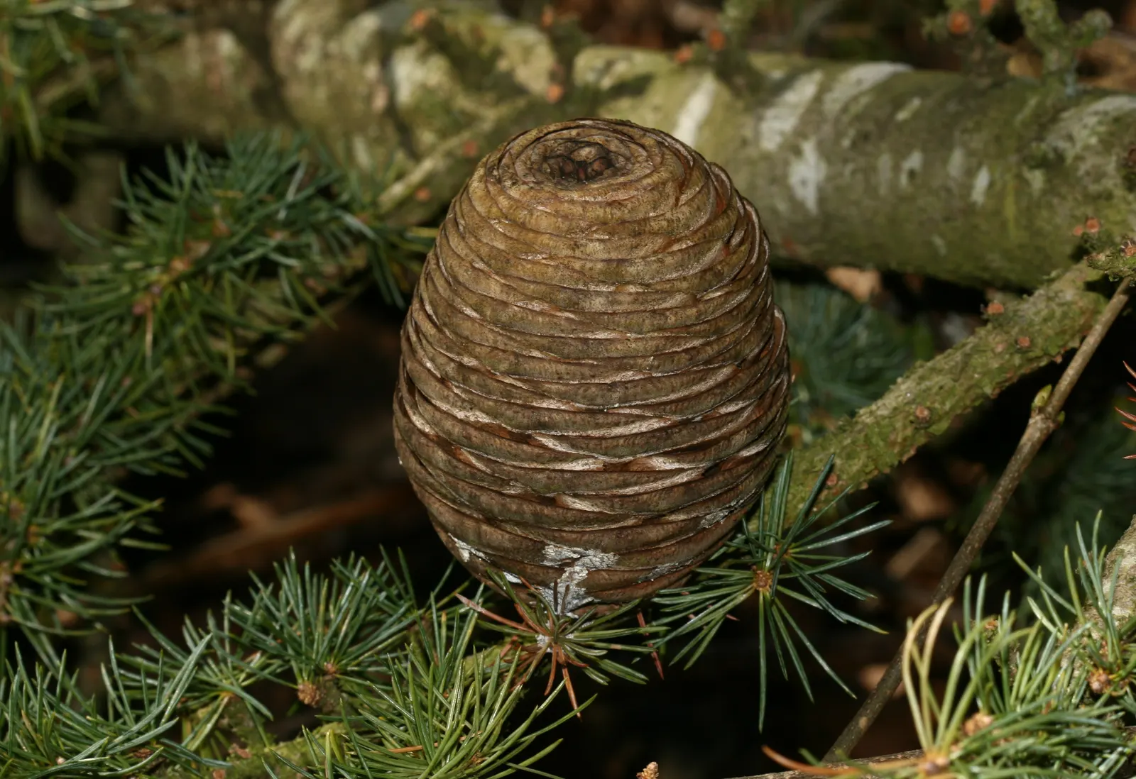 Atlas Cedar (Cedrus atlantica) — Its serene beauty is well-suited for large estates; this cedar species presents itself as a commanding element in gardens