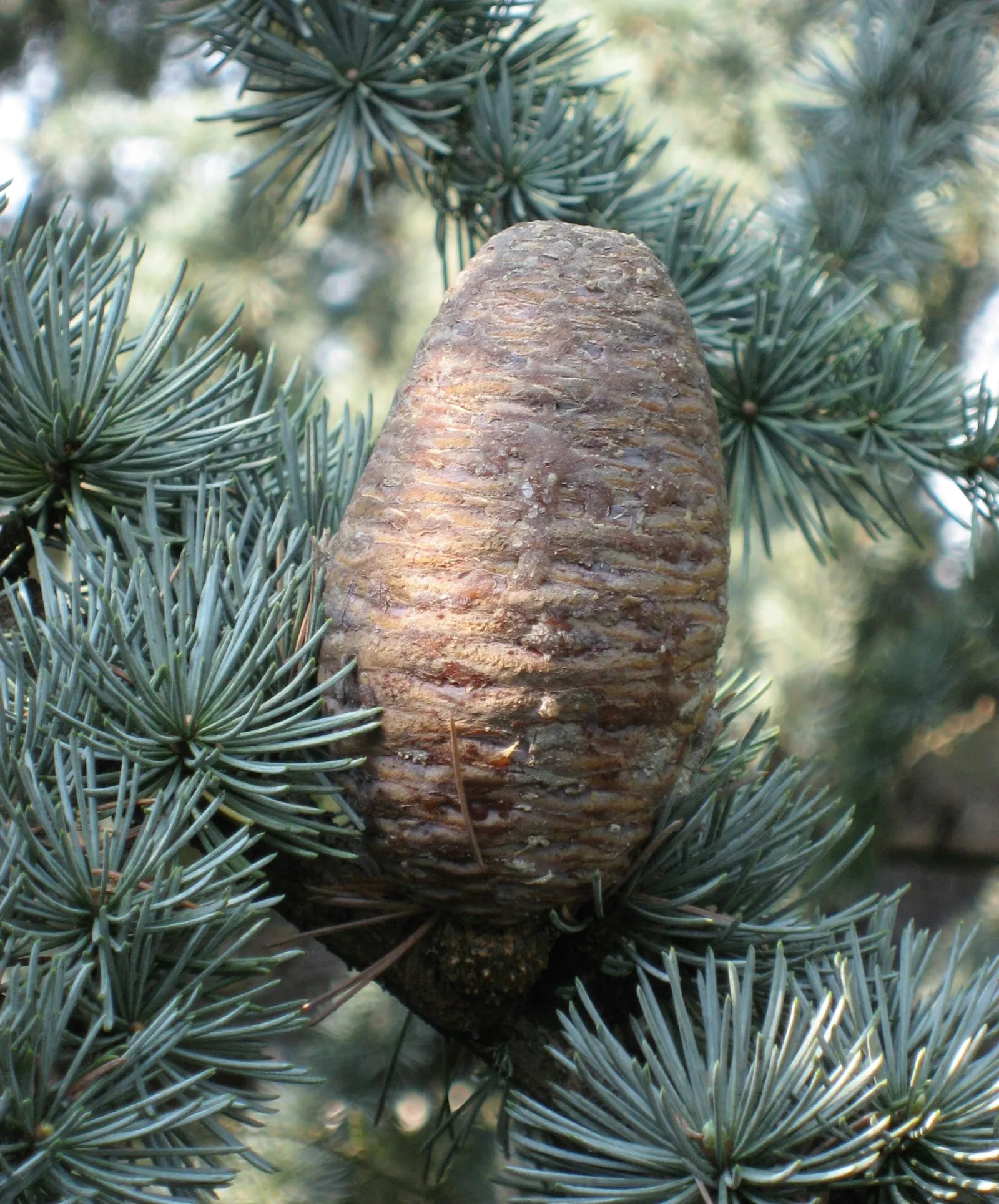 Atlas Cedar (Cedrus atlantica) — with a spread of 20 to 40 feet