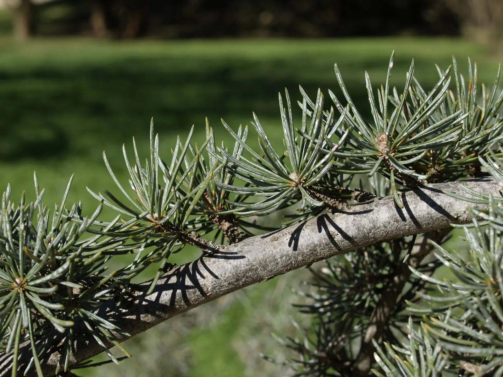 Atlas Cedar (Cedrus atlantica) — this cedar species presents itself as a commanding element in gardens; hardy in zones 6-9, it prefers full sun and, image 58