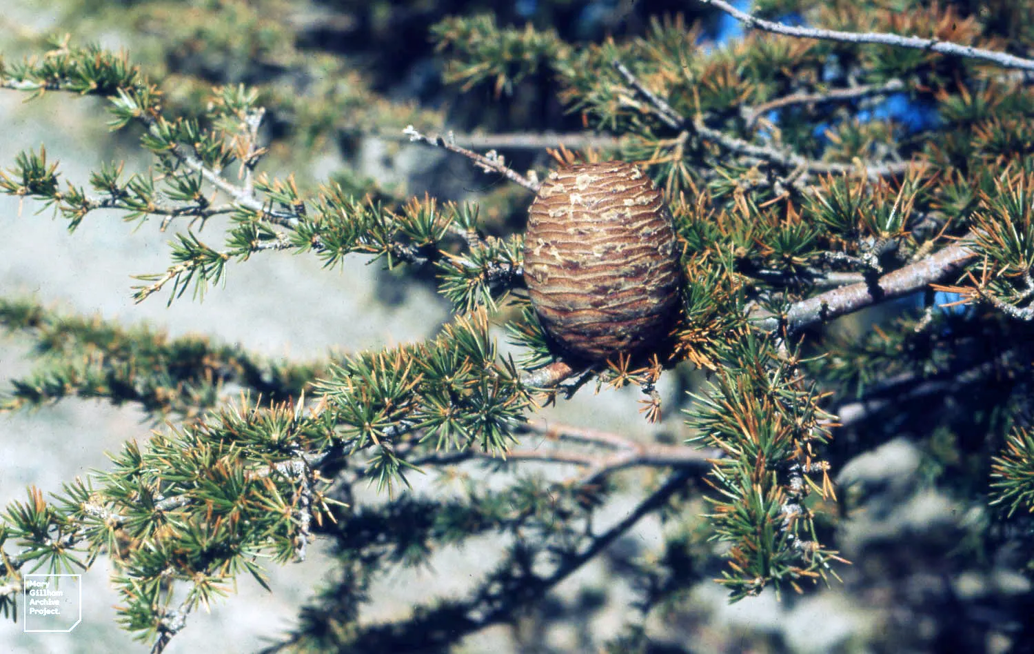 Atlas Cedar (Cedrus atlantica) — Ideal as a specimen plant, it offers year-round interest and stately elegance to large landscapes; conifer / tree, image 54