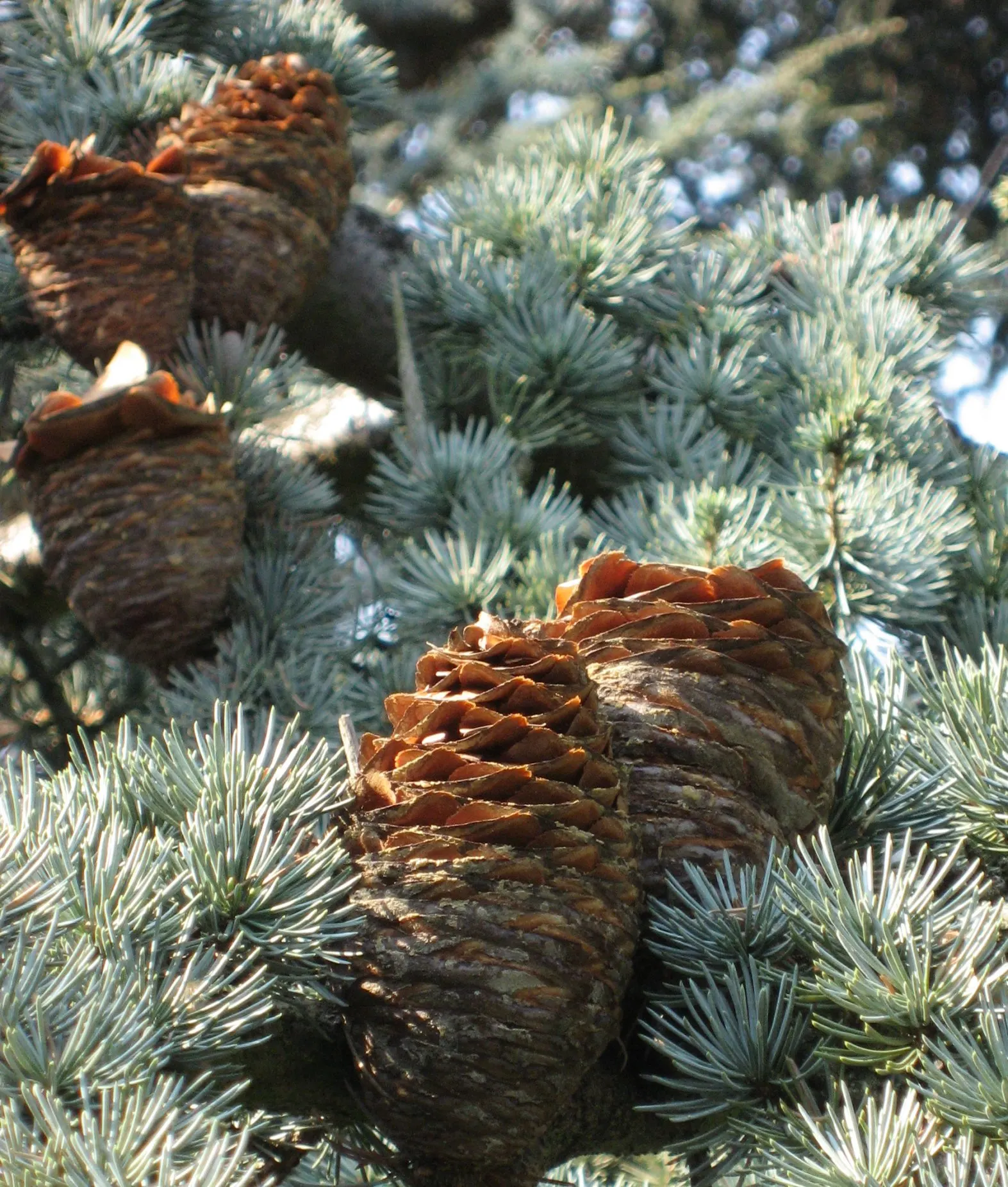 Atlas Cedar (Cedrus atlantica) — Hardy in zones 6-9, it prefers full sun and well-drained soil; cedrus atlantica requires a planting site with full sun