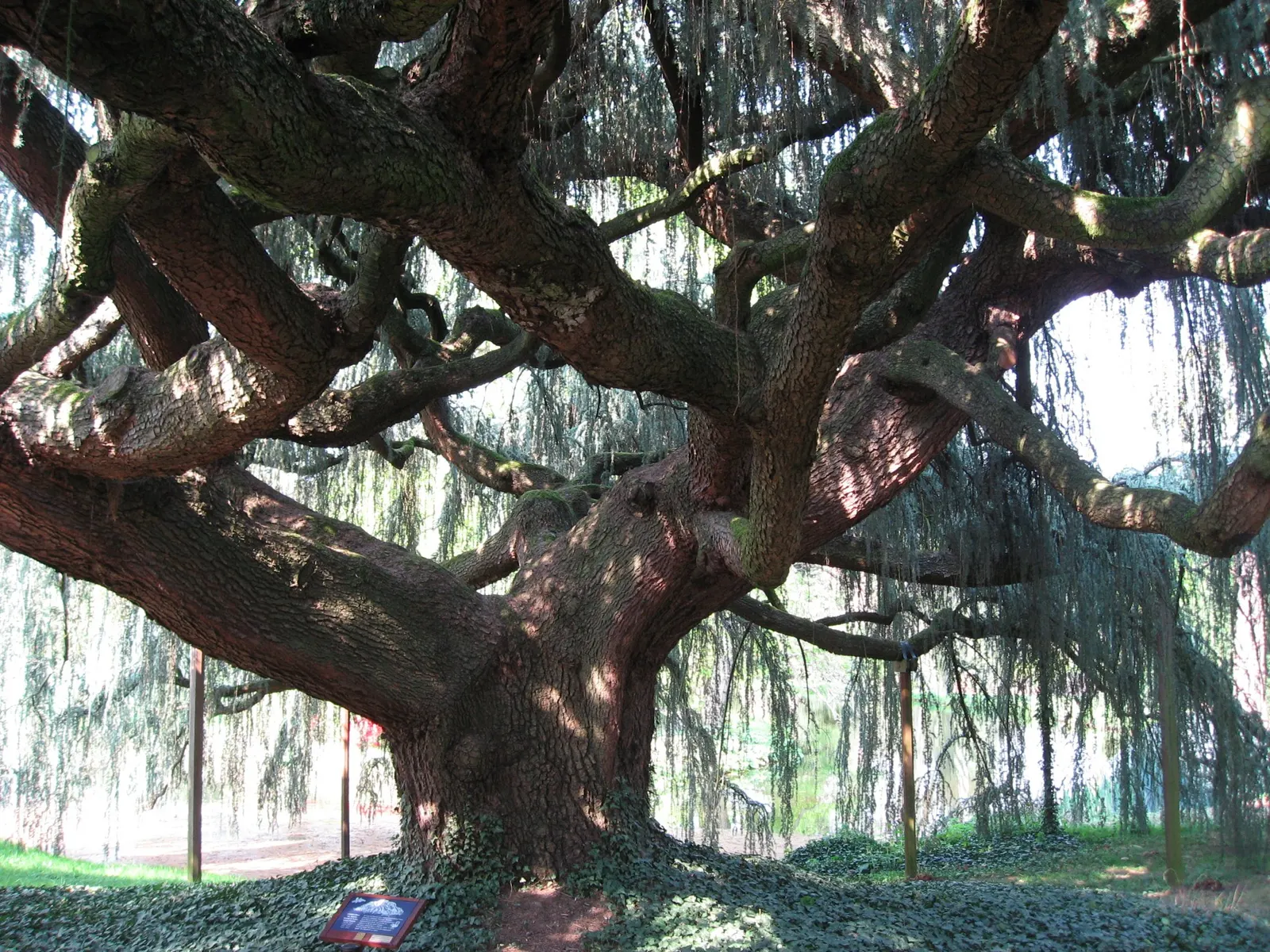 Atlas Cedar (Cedrus atlantica) — This majestic tree can reach heights of 40-60 feet with a spread of 30-40 feet; ideal as a specimen plant, it offers