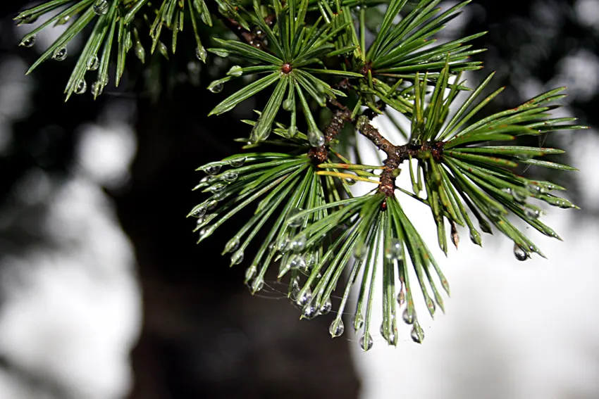 Atlas Cedar (Cedrus atlantica) — mature trees bear upright; showcasing a pyramidal to conical silhouette when young, image 91