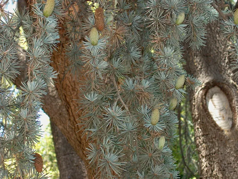 Atlas Cedar (Cedrus atlantica) — which gracefully matures into a more irregular