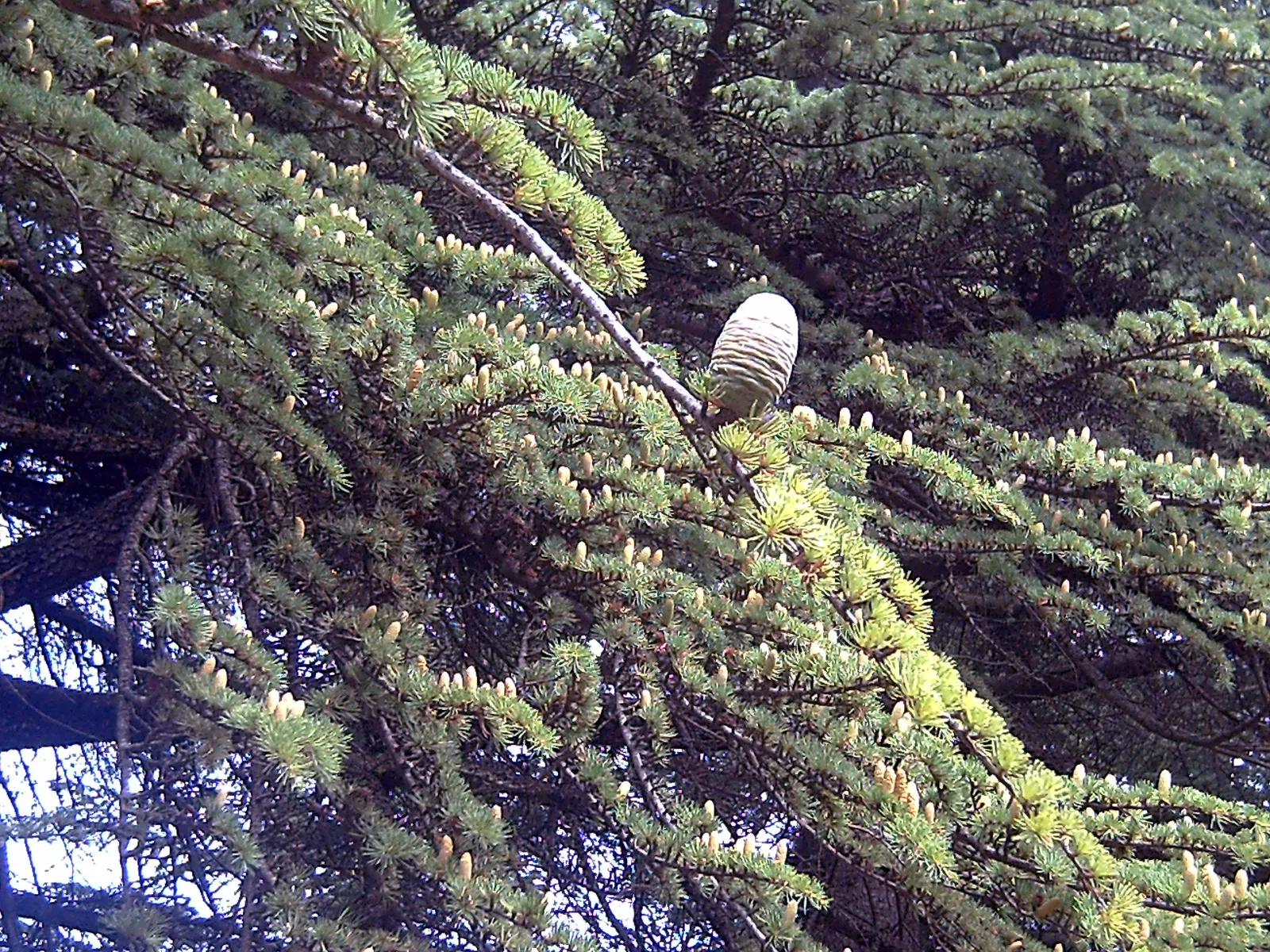 Atlas Cedar (Cedrus atlantica) — offering a well-defined structure along with dense, image 38