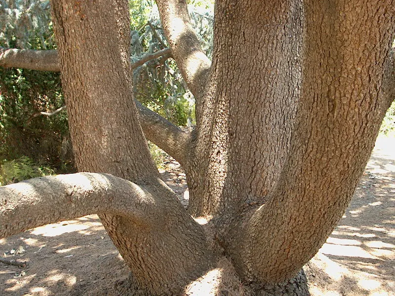 Atlas Cedar (Cedrus atlantica) — this cedar species presents itself as a commanding element in gardens