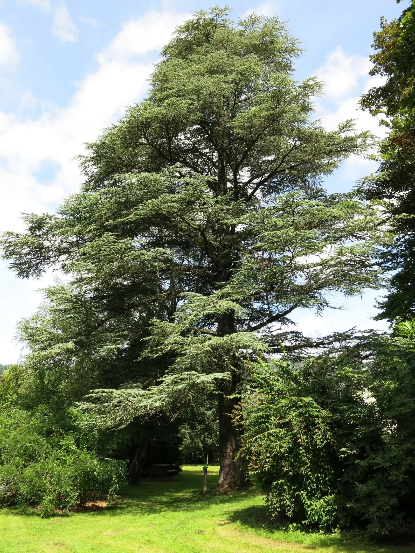 Atlas Cedar (Cedrus atlantica) — regular watering during its initial growth phase is essential; with a spread of 20 to 40 feet