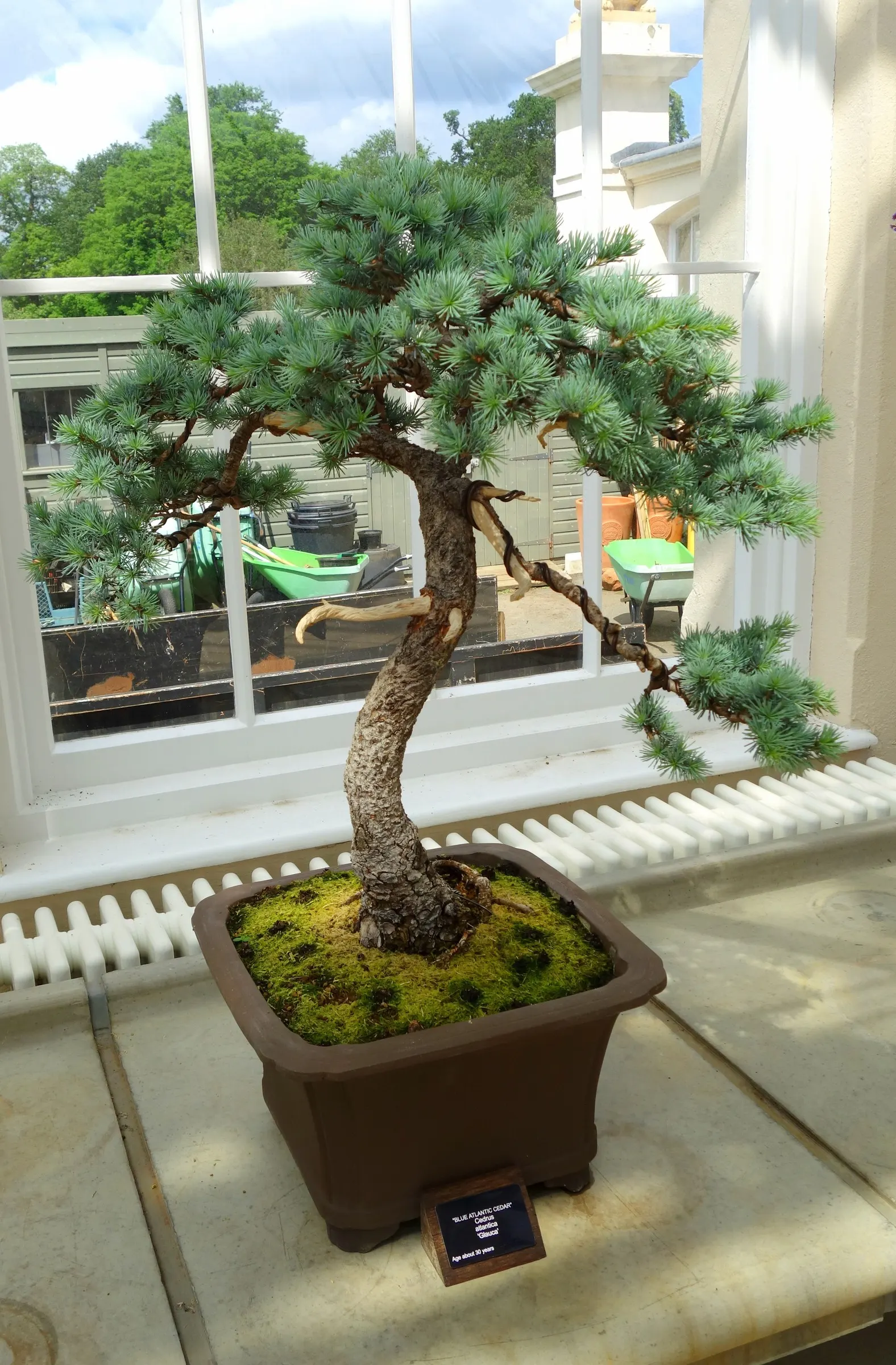 Atlas Cedar (Cedrus atlantica) — is an evergreen conifer renowned for its majestic stature and captivating presence in any landscape design