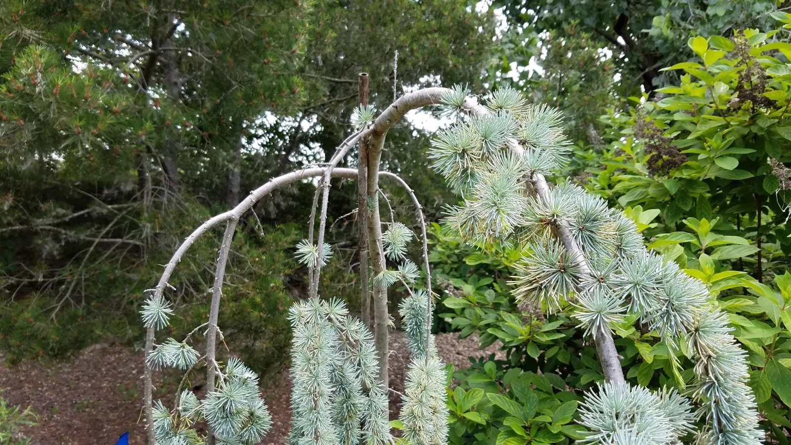 Atlas Cedar (Cedrus atlantica) — This majestic tree can reach heights of 40-60 feet with a spread of 30-40 feet; ideal as a specimen plant, it, image 51
