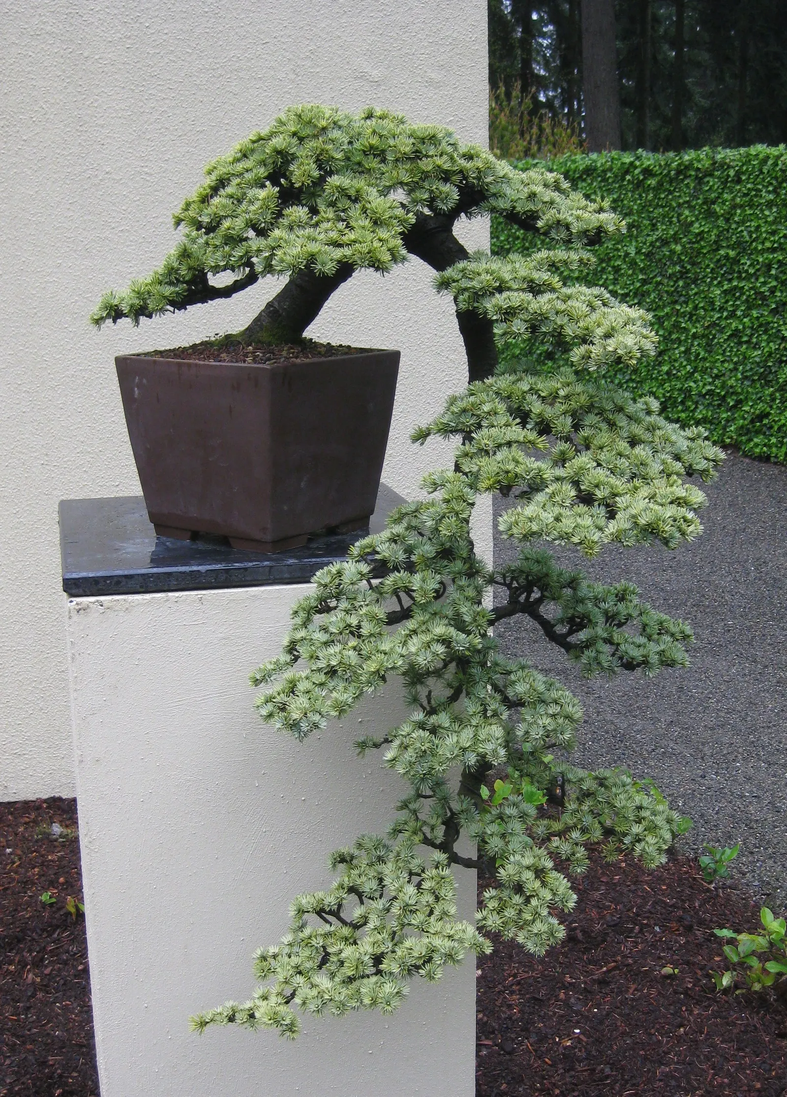 Atlas Cedar (Cedrus atlantica) — presenting an imposing pyramidal shape that matures into a flat-topped crown; flat-topped form with, image 52