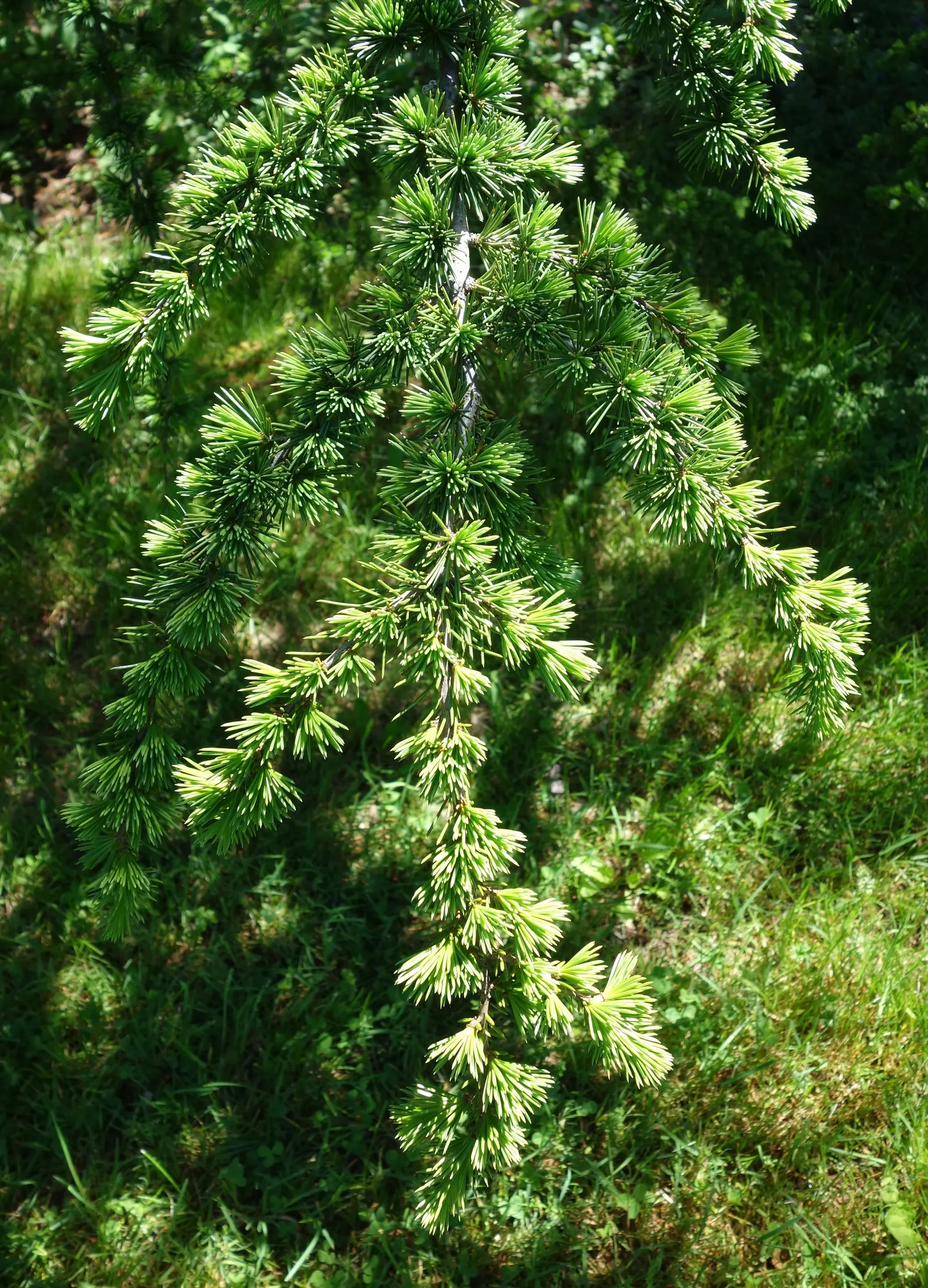Atlas Cedar (Cedrus atlantica) — Although it can tolerate some drought once established; scientifically named Cedrus atlantica