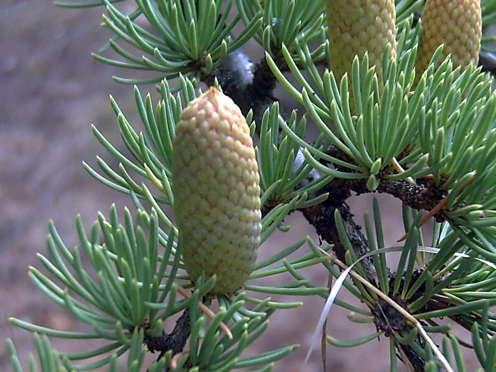 Atlas Cedar (Cedrus atlantica) — primarily to remove any dead or damaged branches.<br><br>A focal point due to its grand size and elegant form; this majestic