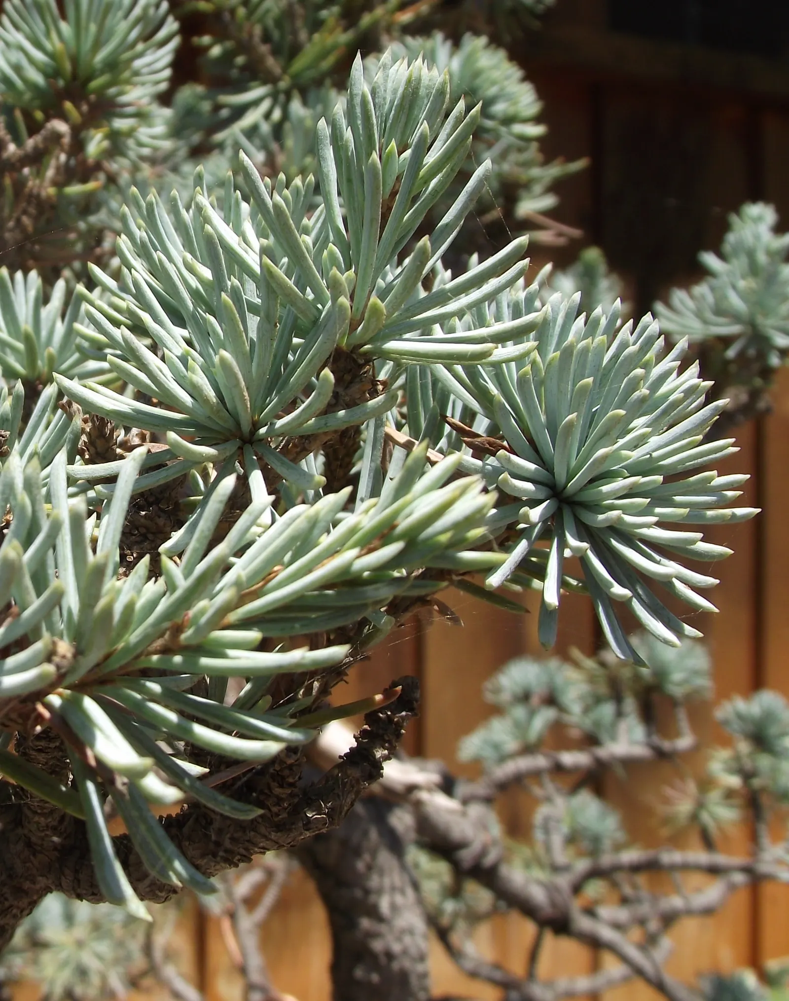 Atlas Cedar (Cedrus atlantica) — with a spread of 20 to 40 feet; is an evergreen conifer renowned for its majestic stature and captivating presence in any