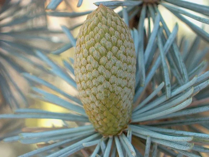 Atlas Cedar (Cedrus atlantica) — flat-topped form with age.<br><br>Mature Atlas Cedars can reach heights of 40 to 60 feet