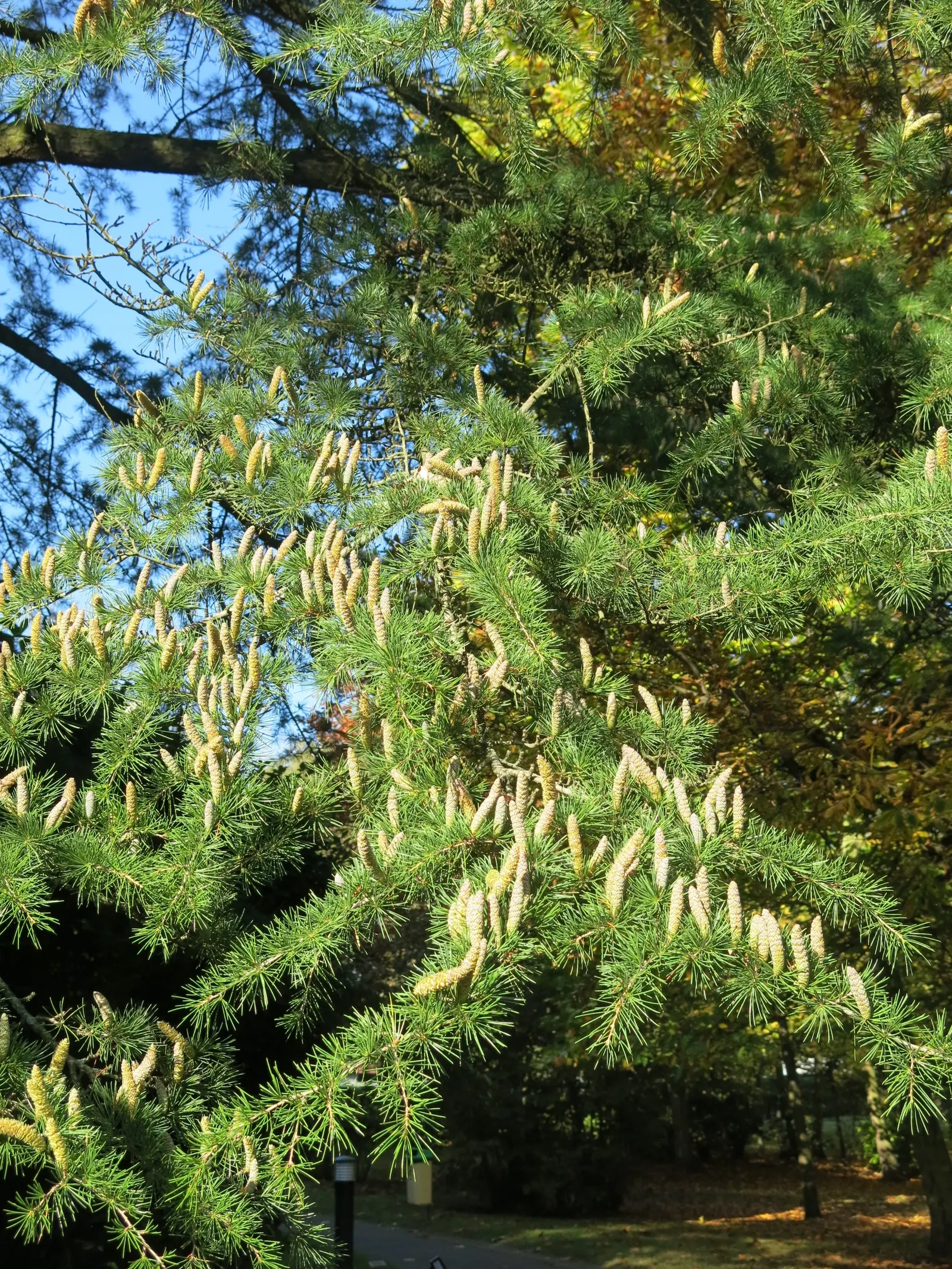 Atlas Cedar (Cedrus atlantica) — Native to the Atlas Mountains of Morocco and Algeria