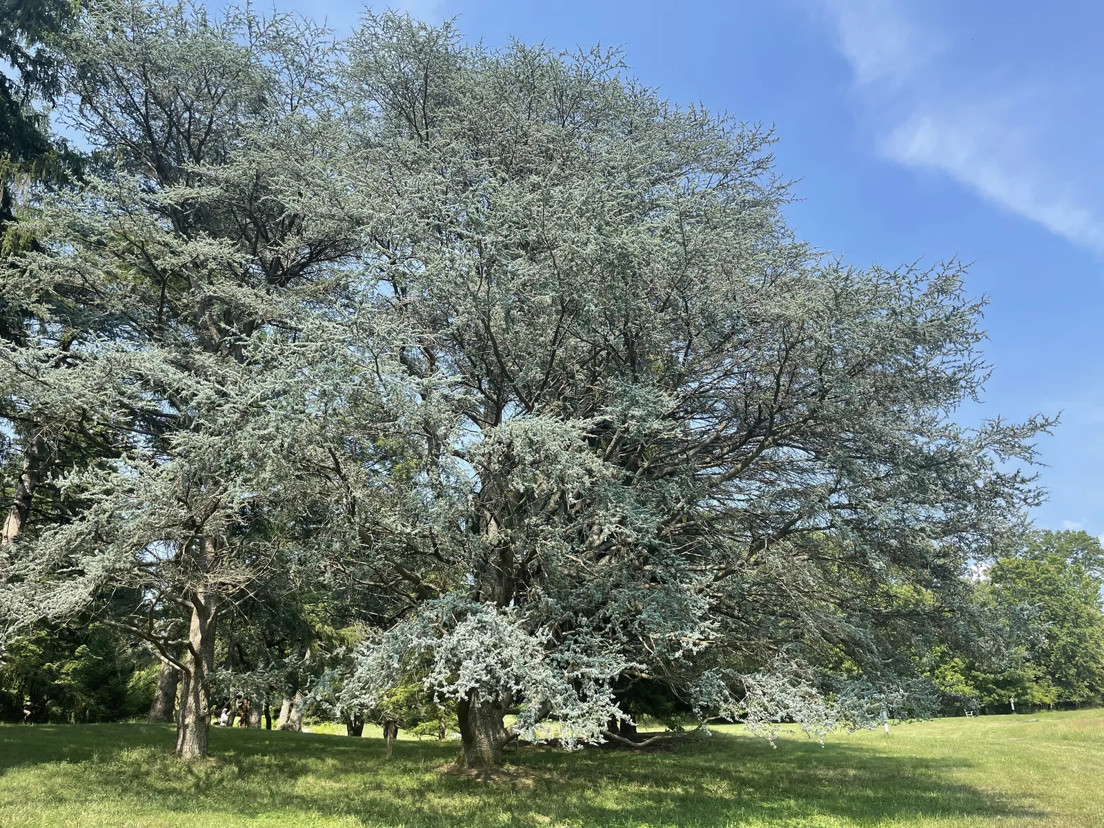 Atlas Cedar (Cedrus atlantica) — which gracefully matures into a more irregular; barrel-shaped cones that add further visual interest.<br><br>Hardy, image 60
