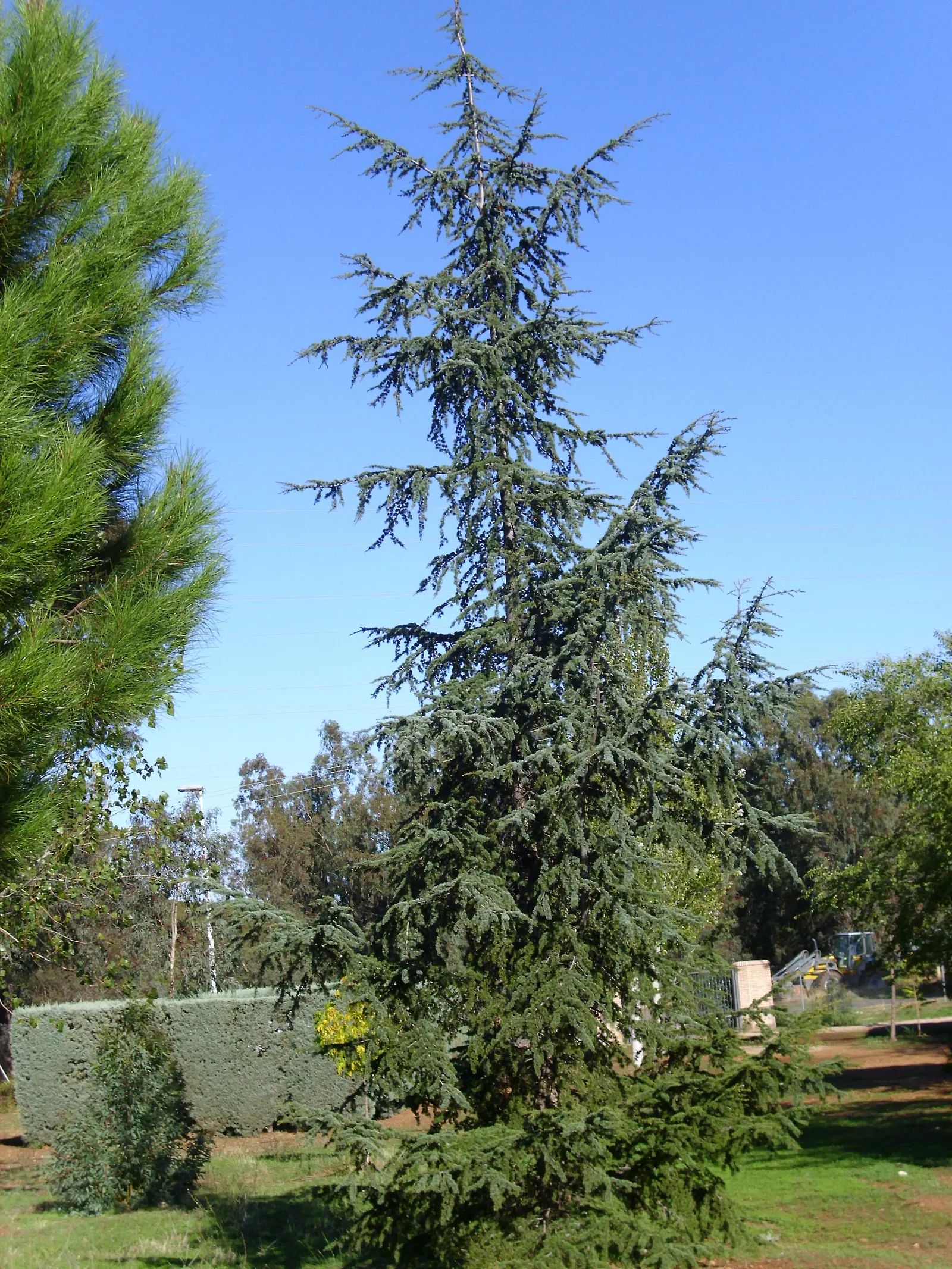 Atlas Cedar (Cedrus atlantica) — mature trees bear upright
