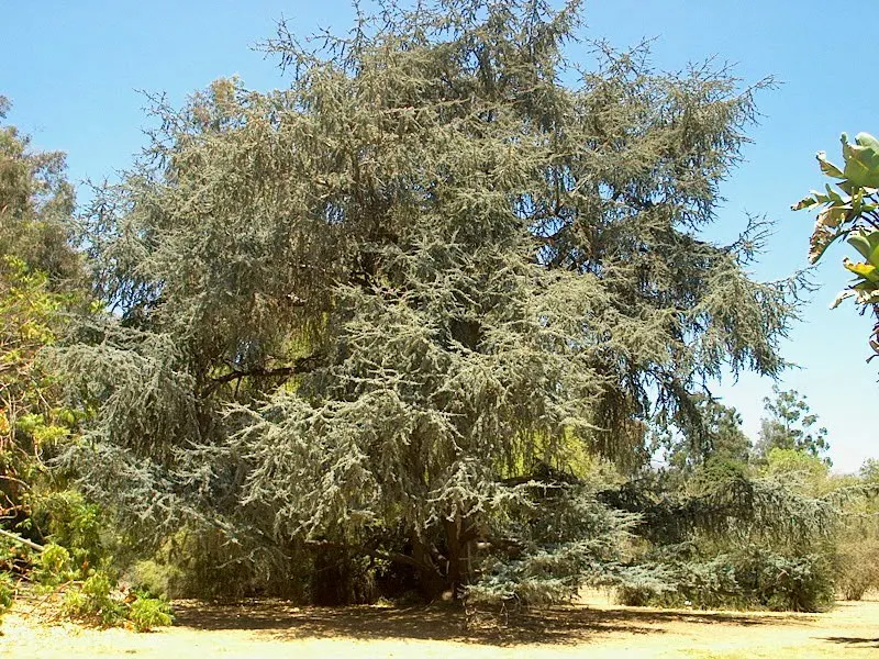 Atlas Cedar (Cedrus atlantica) — Cedrus atlantica requires a planting site with full sun exposure and well-drained soil; its serene beauty is well-suited for