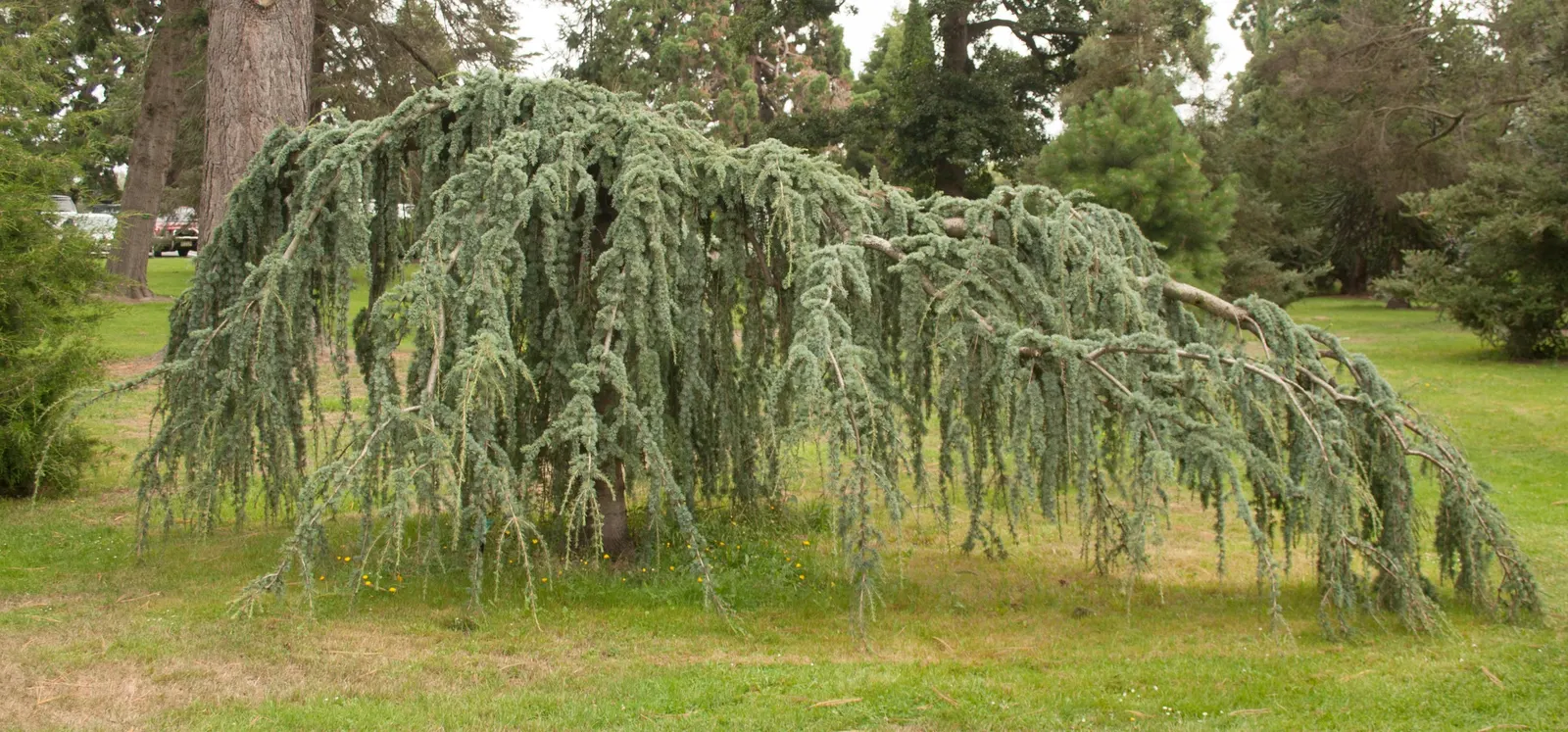 Atlas Cedar (Cedrus atlantica) — minimal pruning is needed; although it can tolerate some drought once established