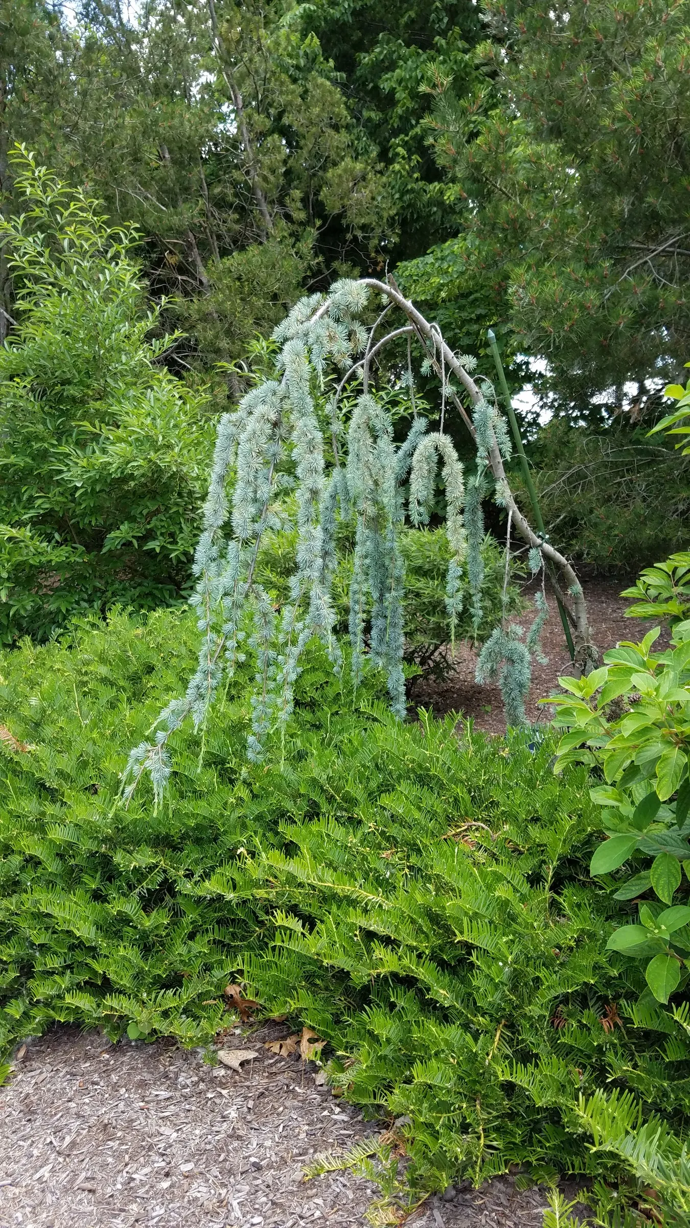 Atlas Cedar (Cedrus atlantica) — Hardy in zones 6-9, it prefers full sun and well-drained soil; cedrus atlantica requires a planting site with full, image 53